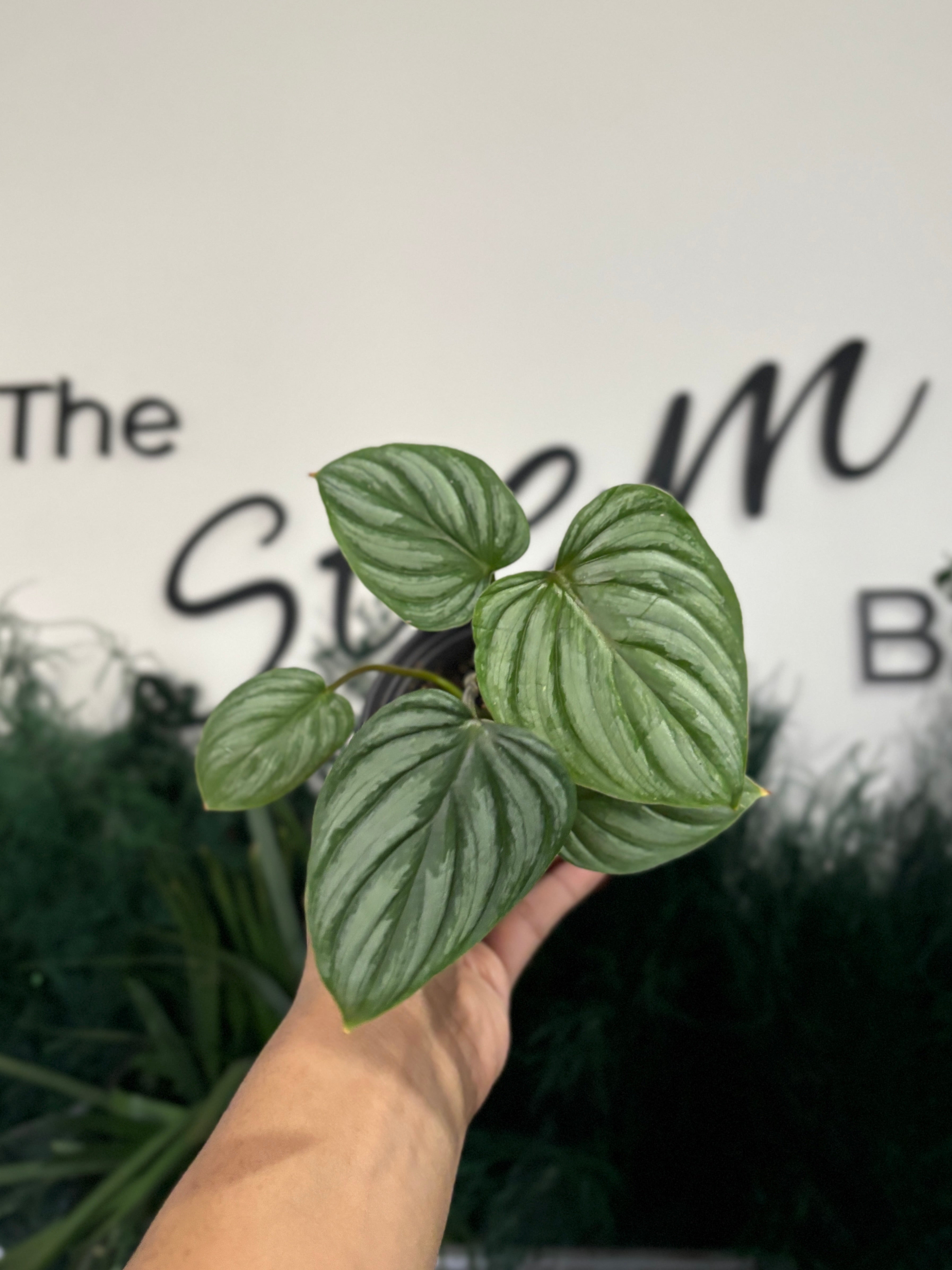 Philodendron Mamei Silver