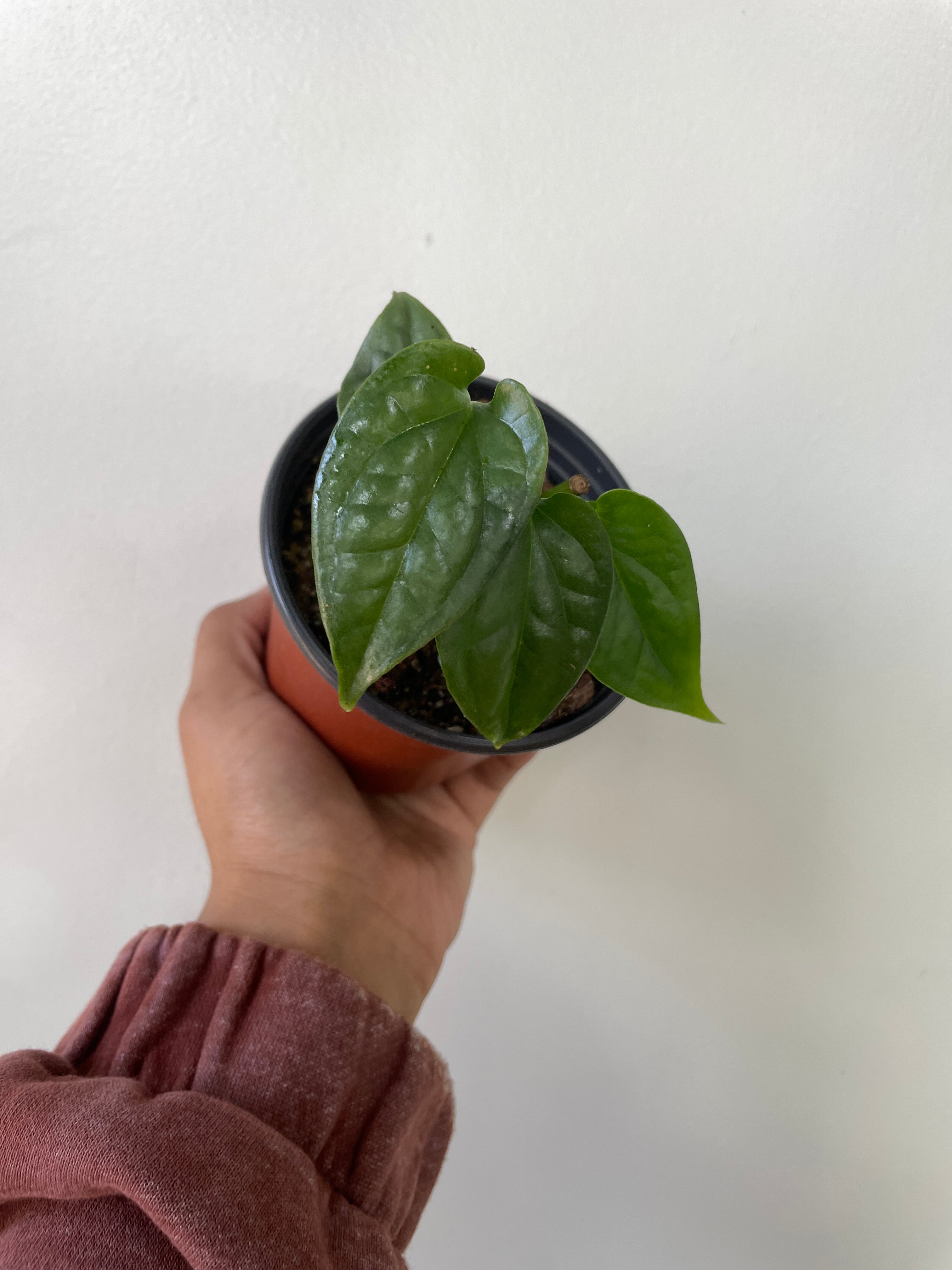 Amydrium Silver 4"