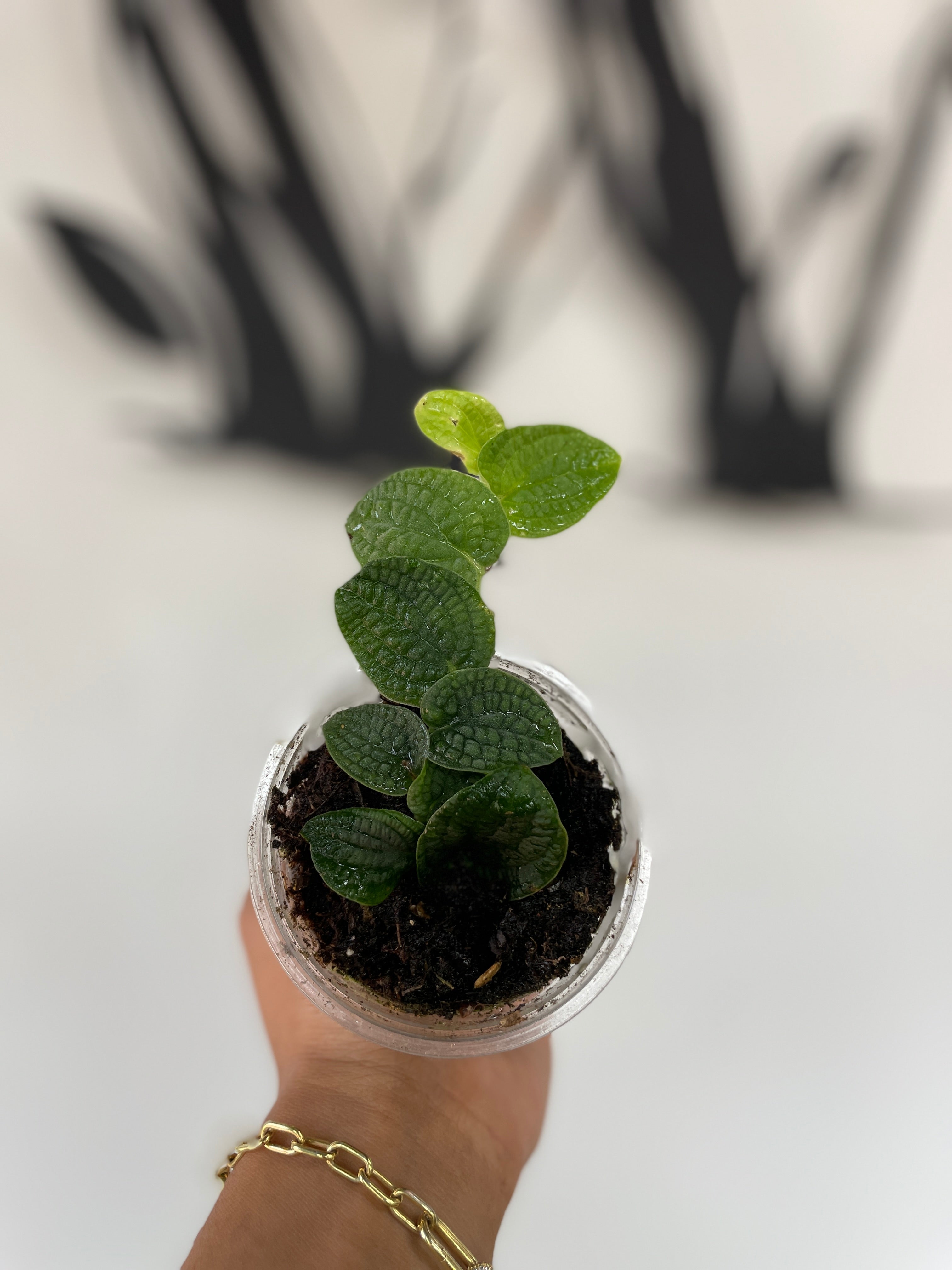 Rhaphidophora tenuis silver