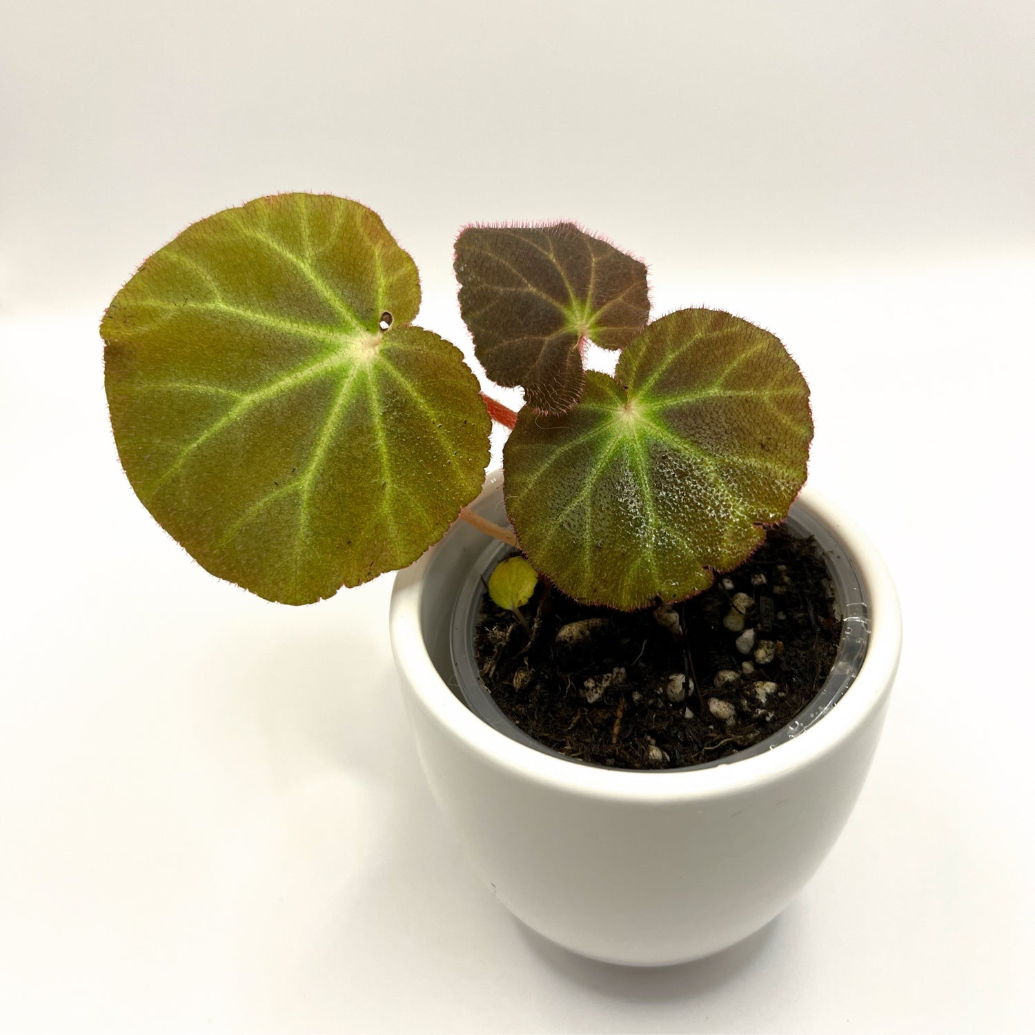 Begonia Subacida