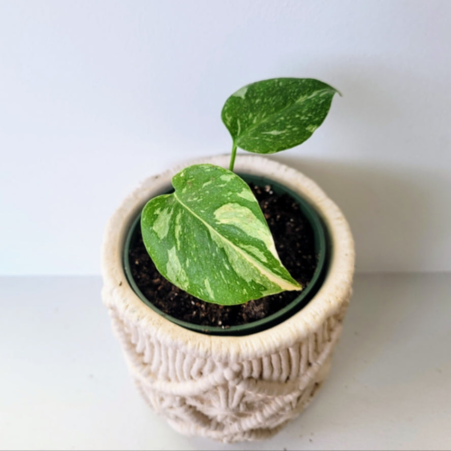 Monstera Thai Constellation TC 4”