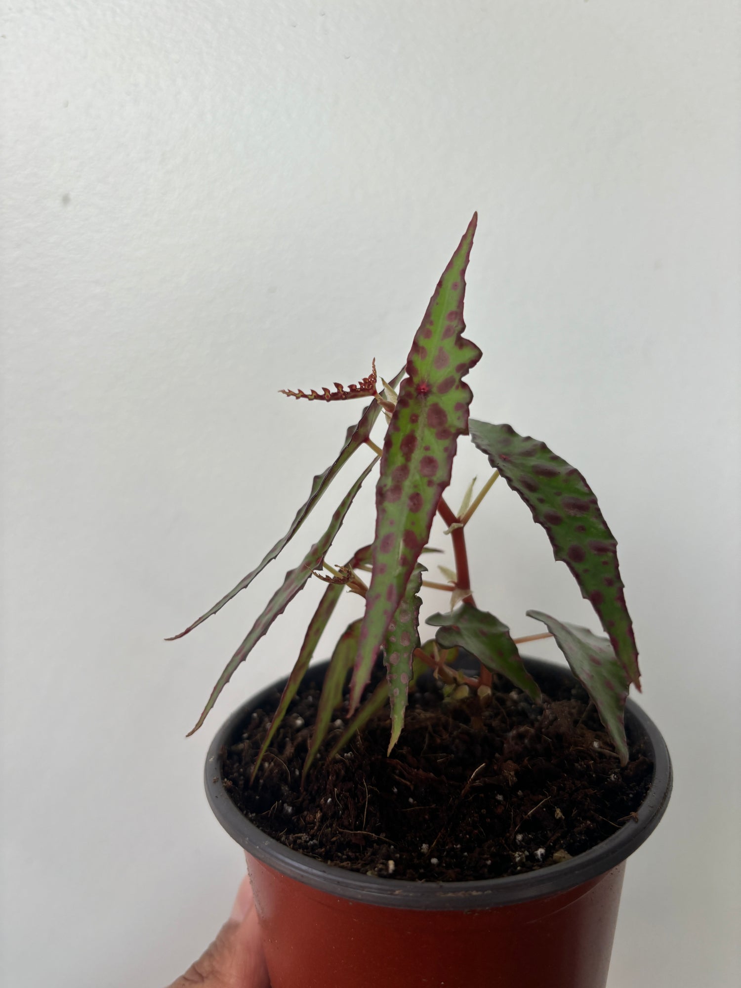 Begonia amphioxus