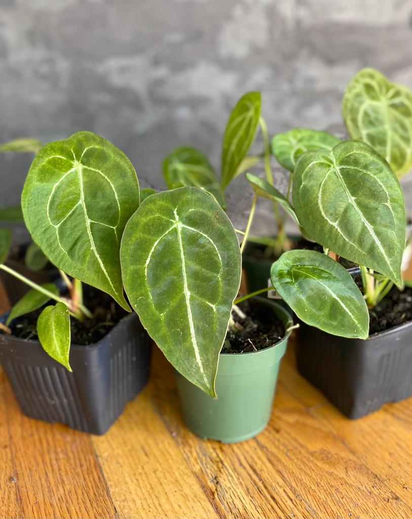 caring for an anthurium forgetii Anthurium Forgetii – Wilderly