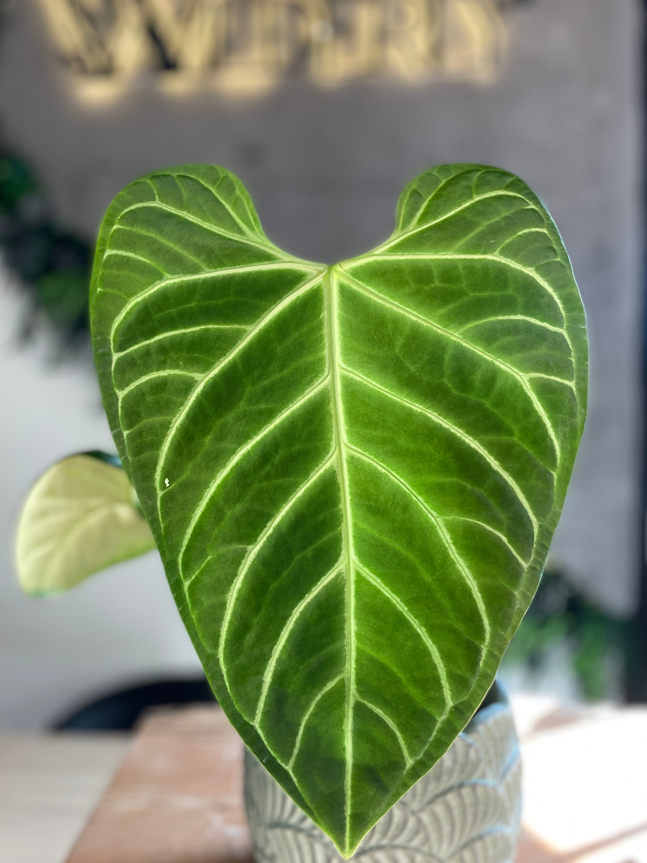 Anthurium Regale