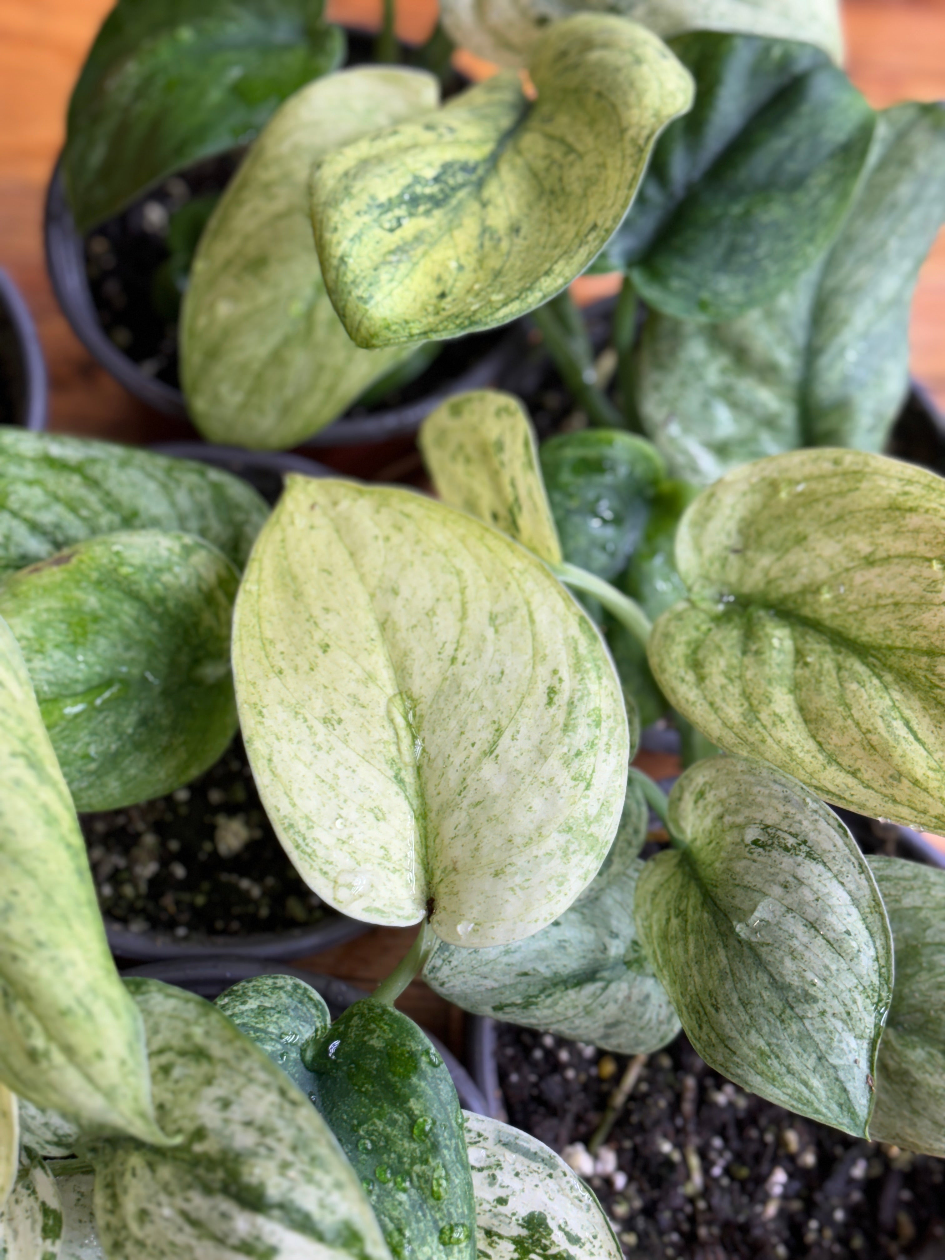 Scindapsus Creme Brulee