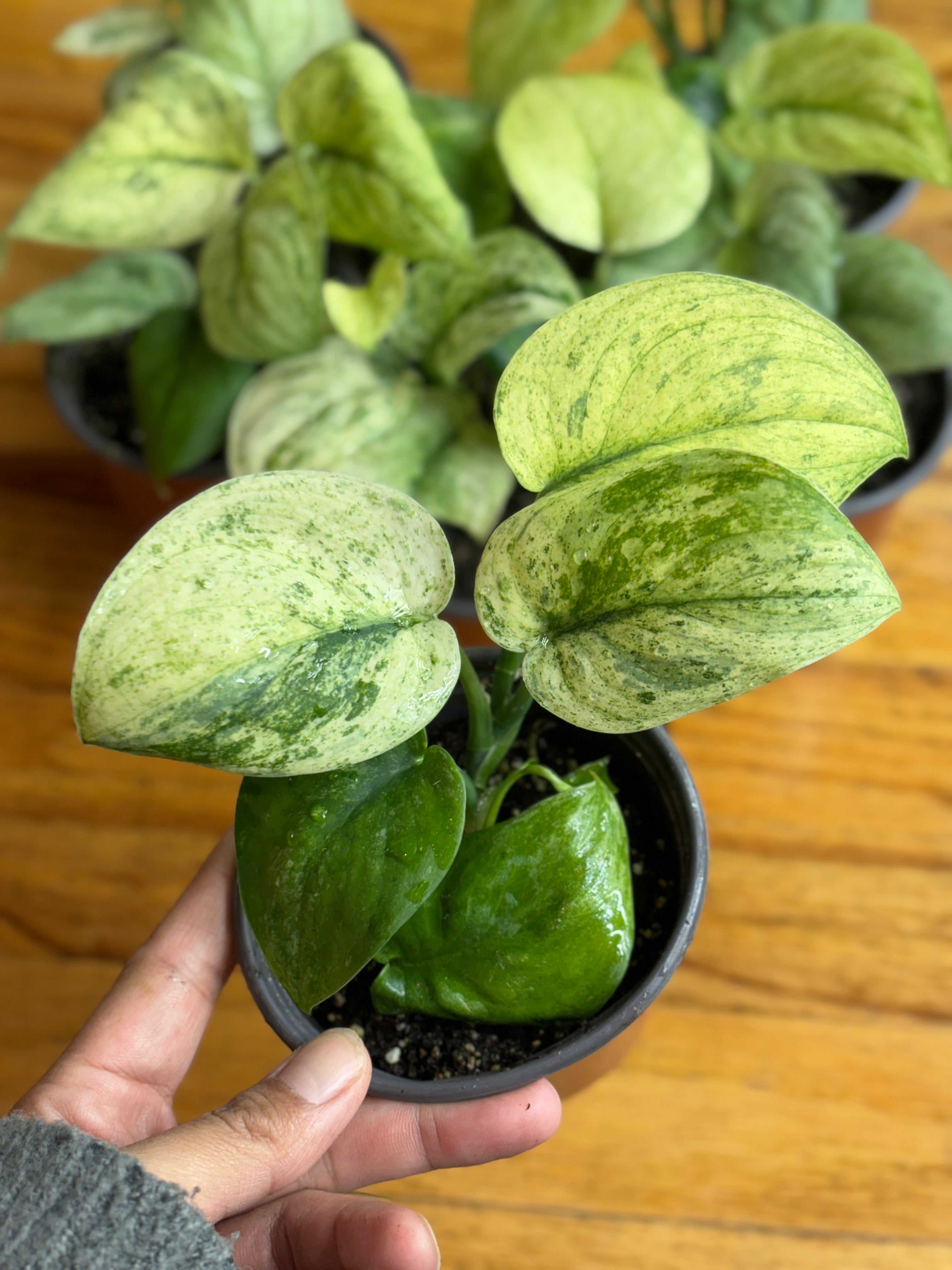 Scindapsus Creme Brulee