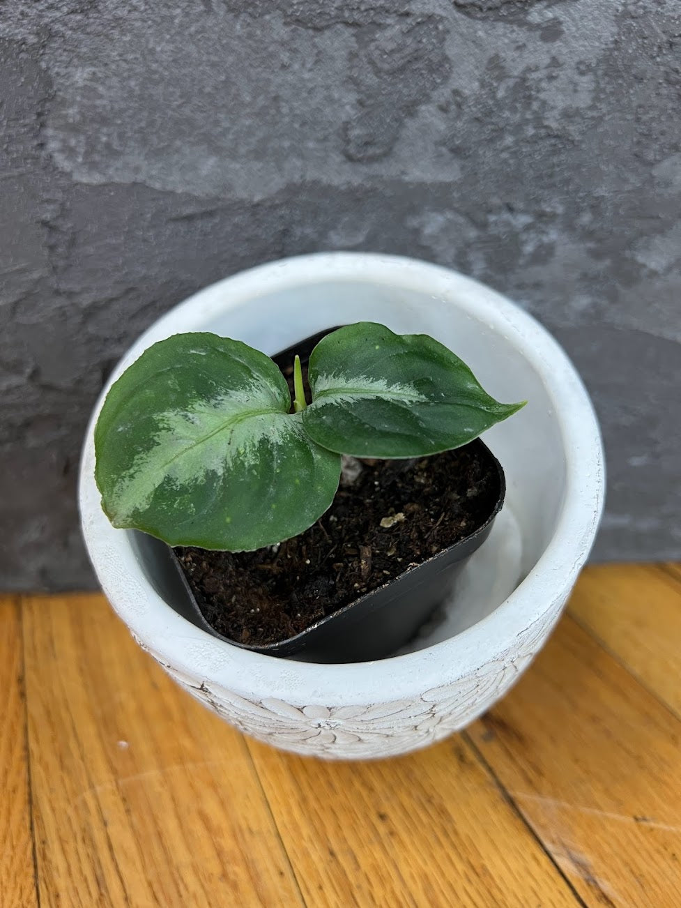 Aglaonema Pictum Tricolor Seedling