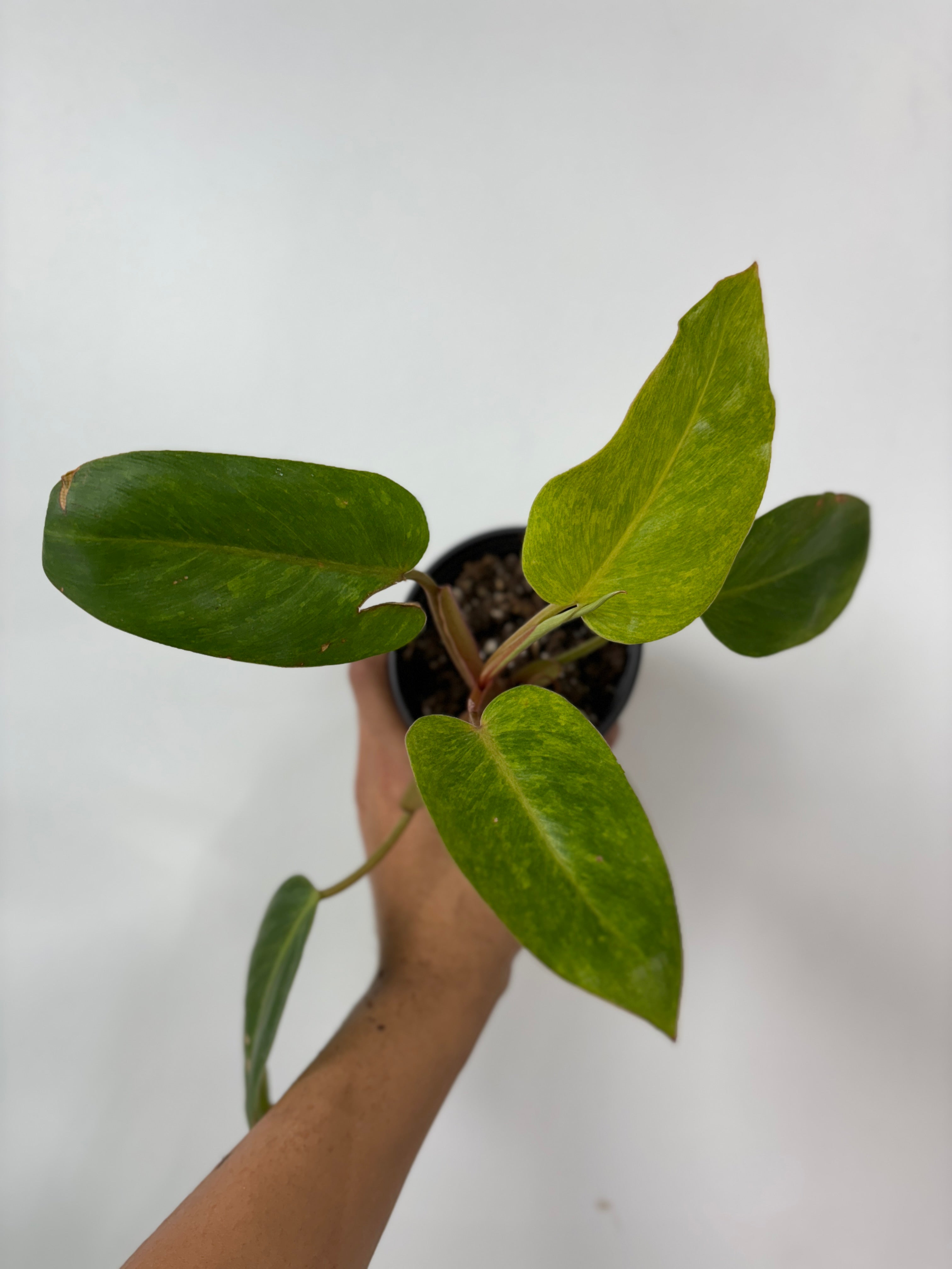 Philodendron Painted Lady