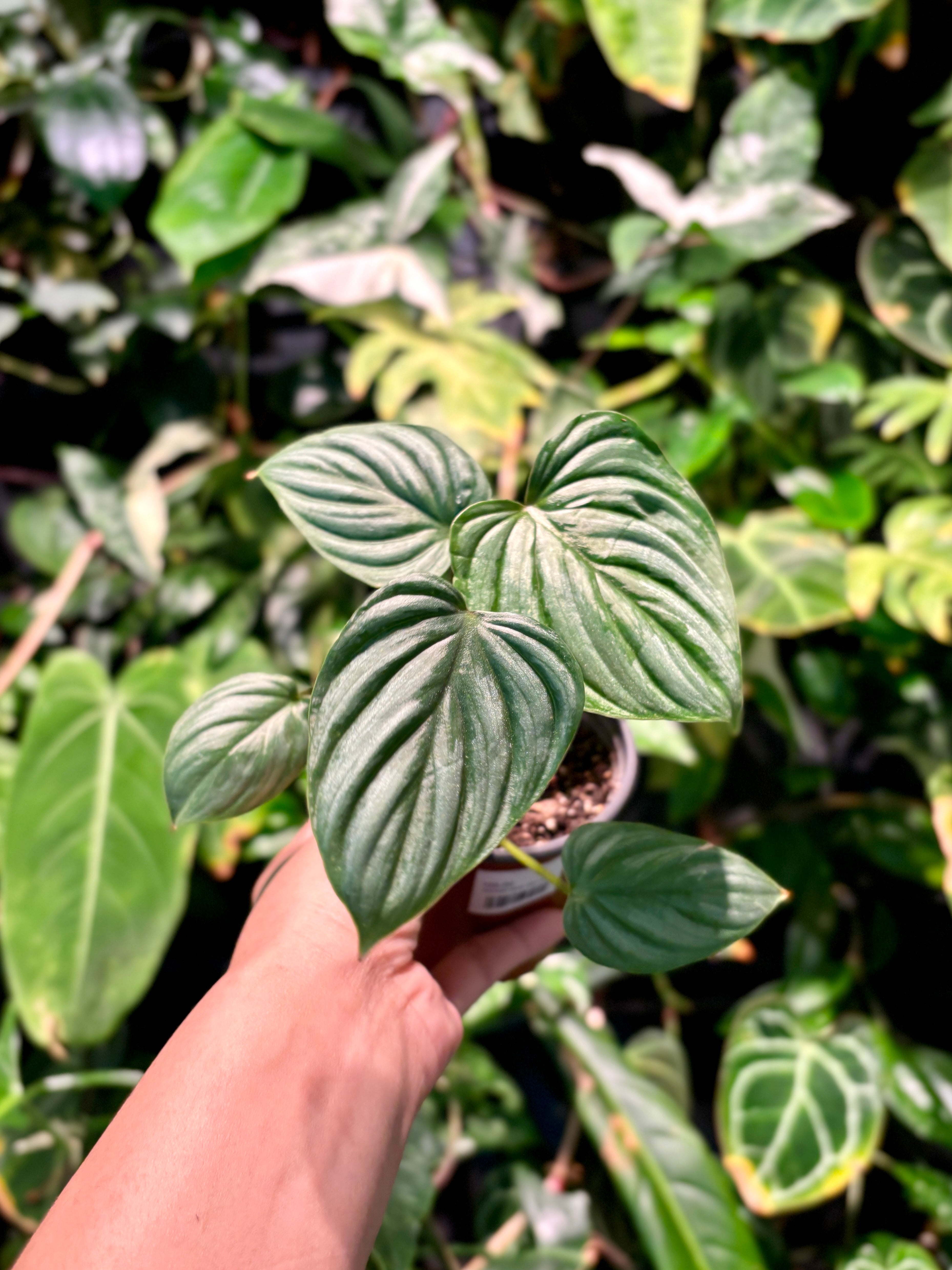 Philodendron Mamei Silver