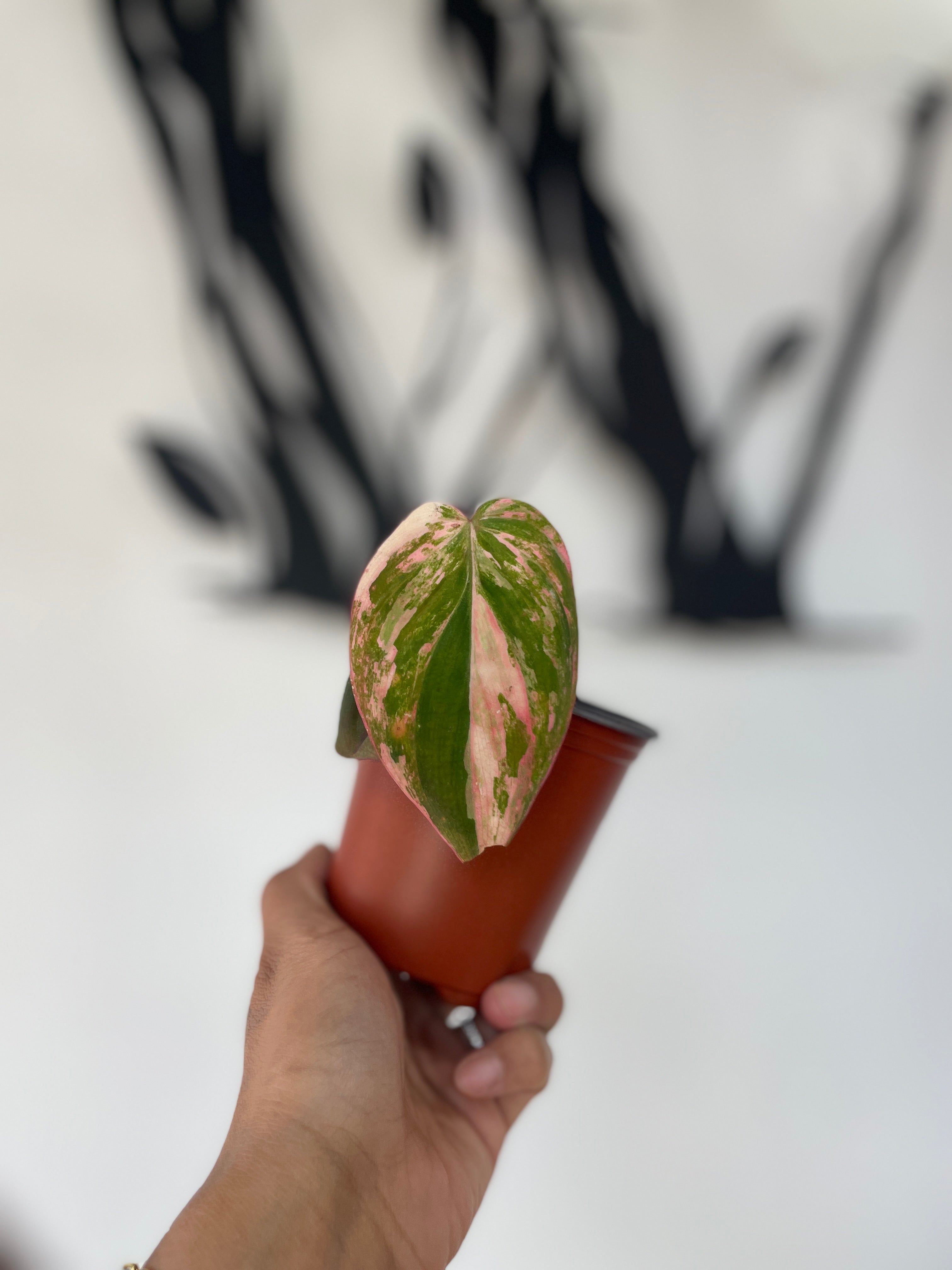 Philodendron Micans Variegated Pink Mint