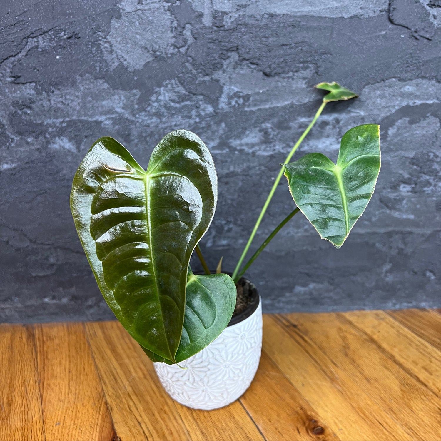 Anthurium Vetchii
