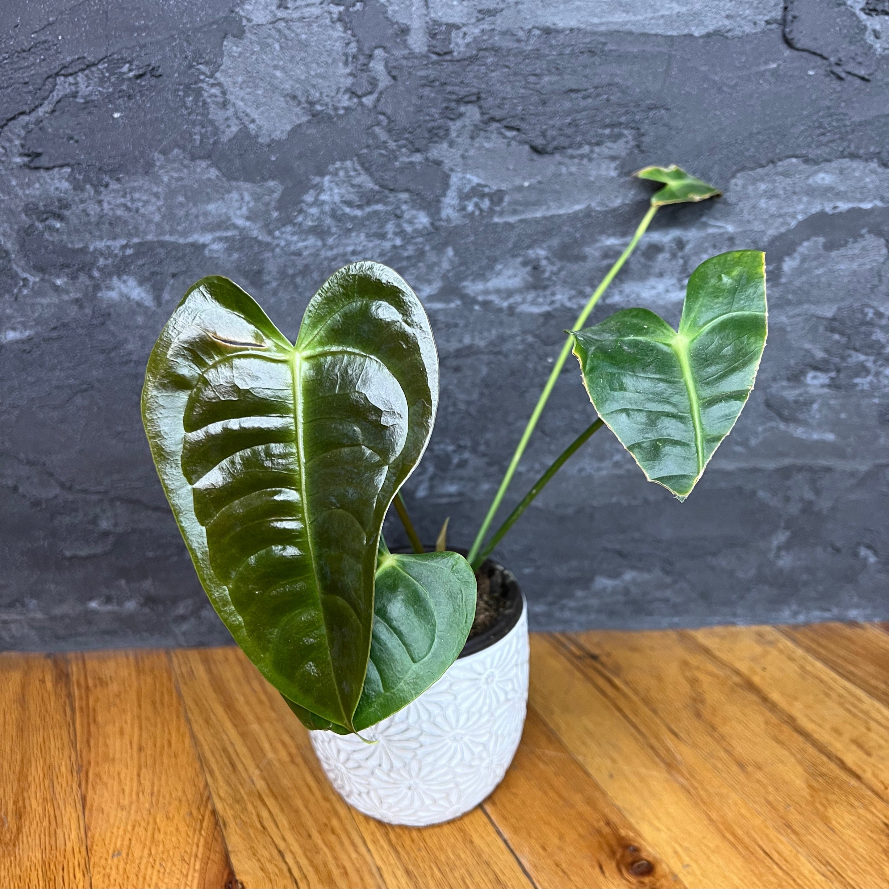 Anthurium Vetchii