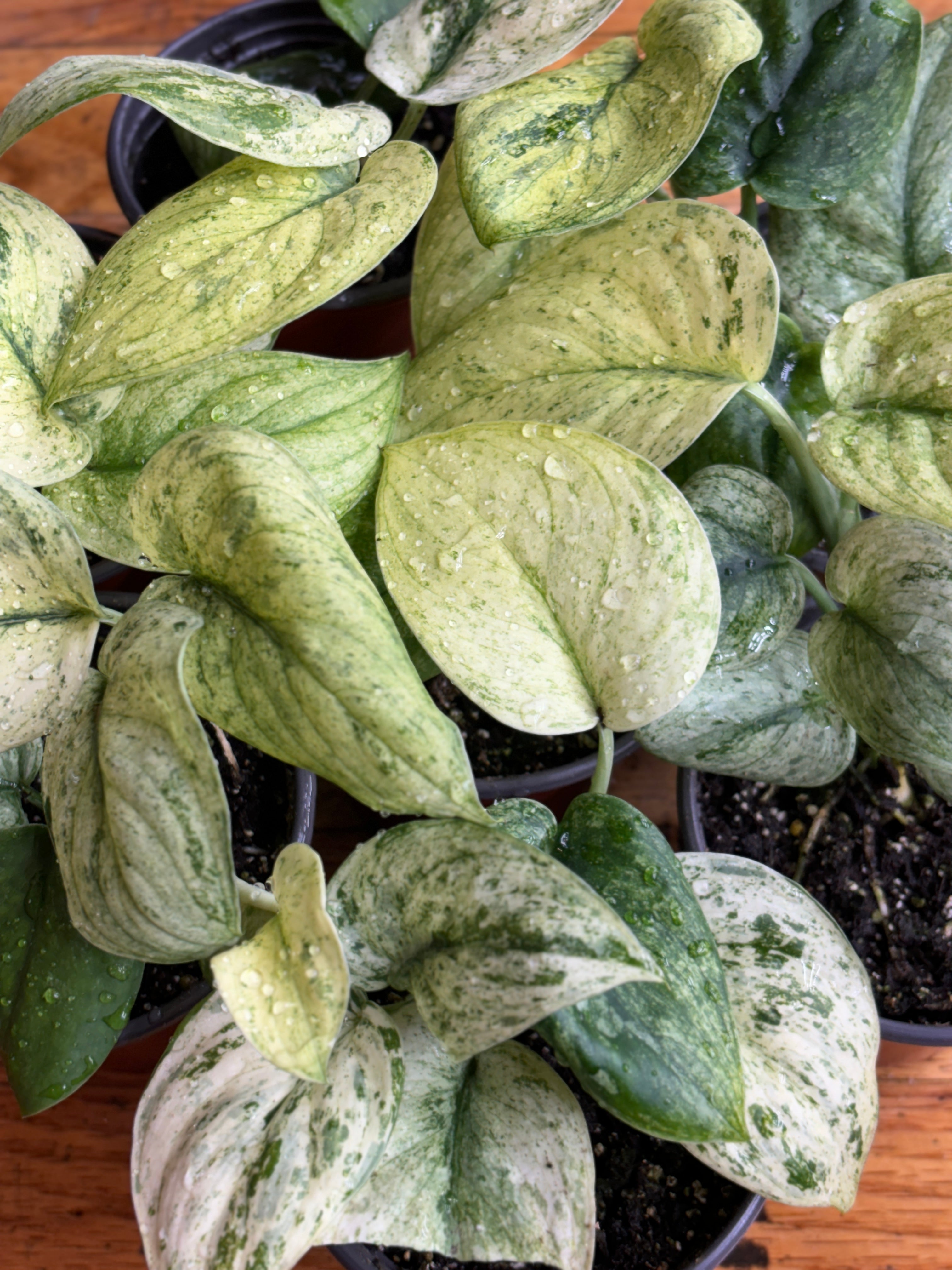 Scindapsus Creme Brulee