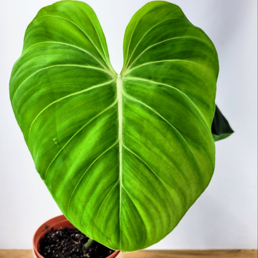 philodendron edmonton Philodendron Gloriosum – Wilderly