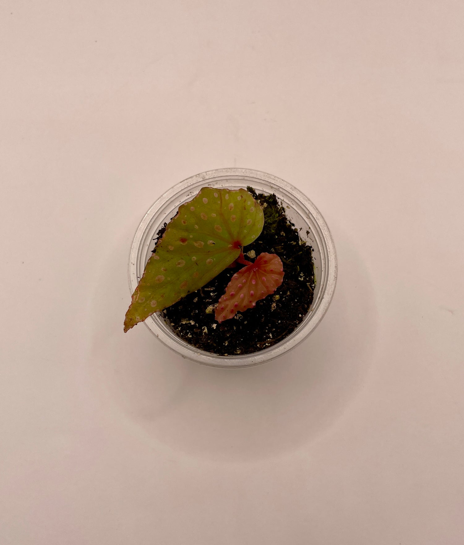 Begonia malachosticta