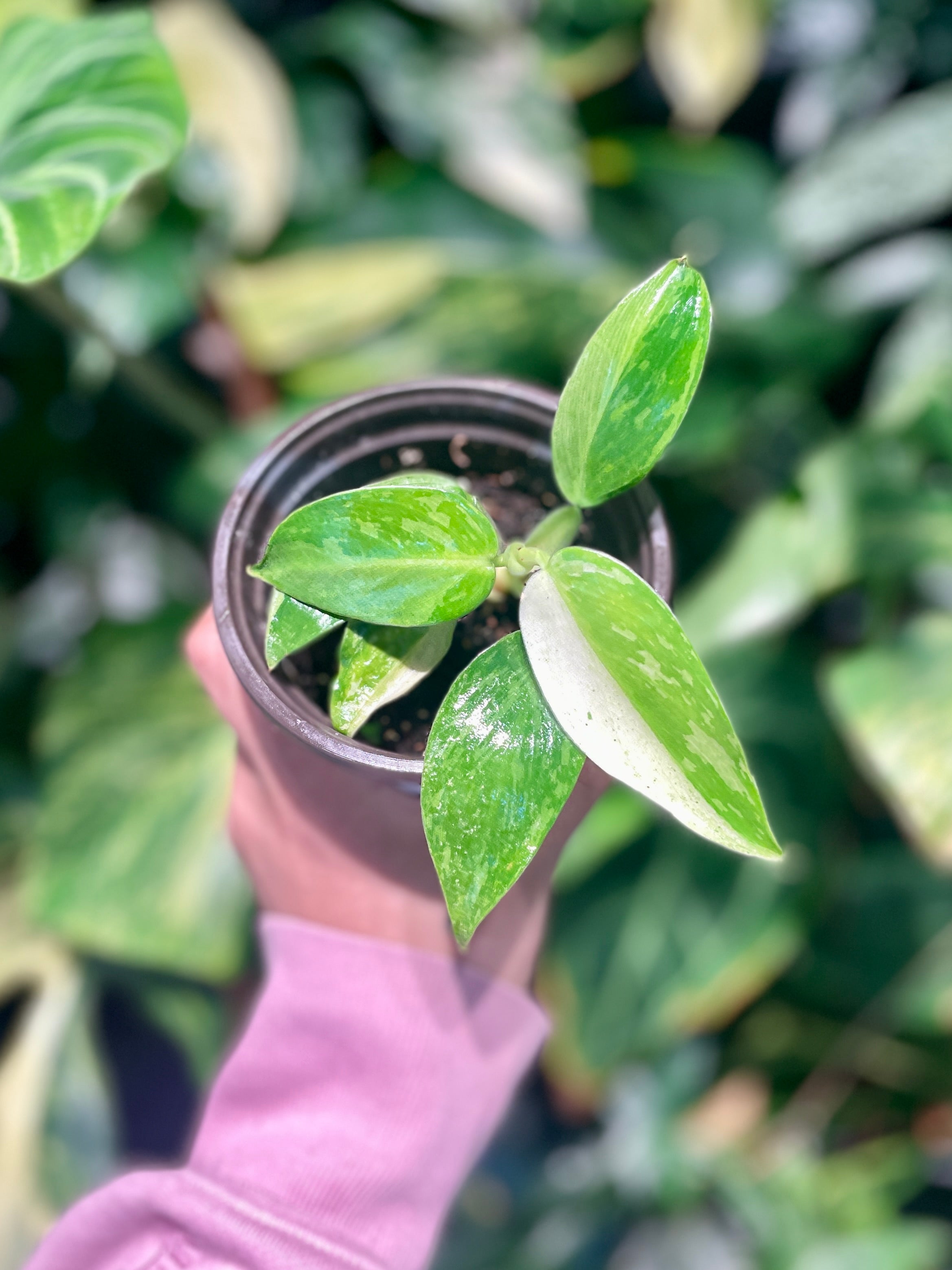 Philodendron Jose Bueno
