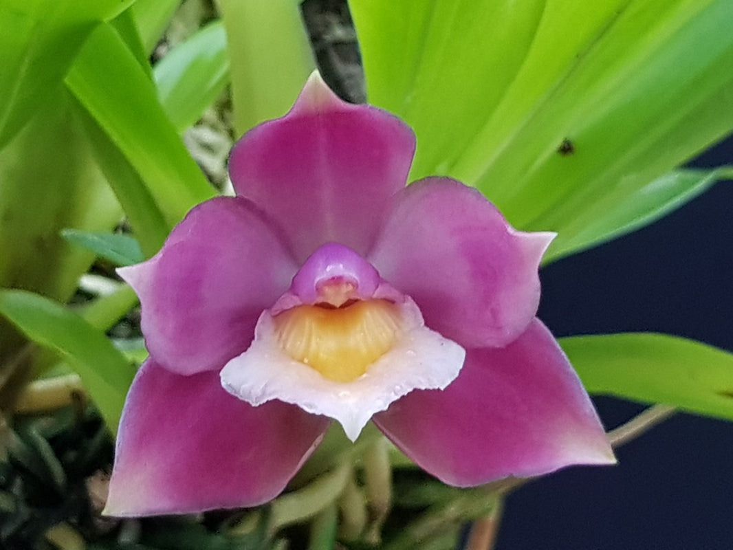 Pescatoria ecudorana