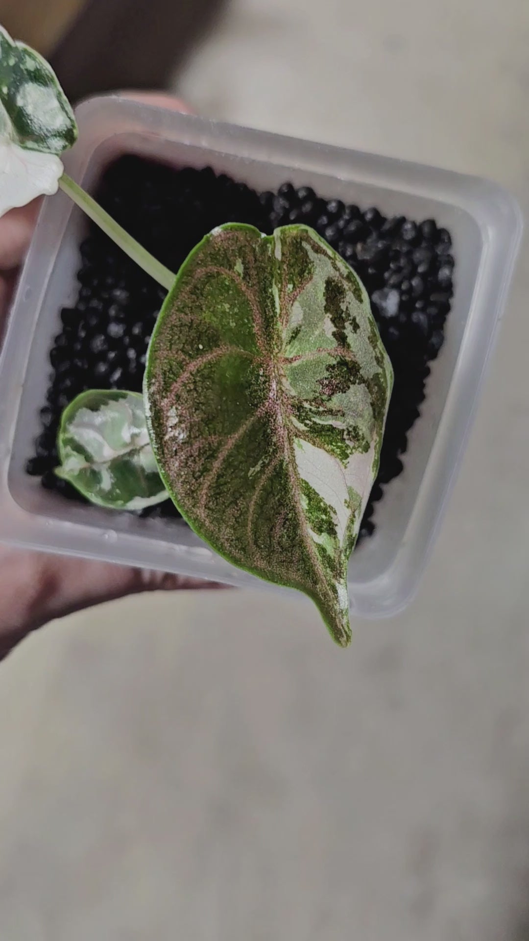 Alocasia Azlanii Albo Variegated