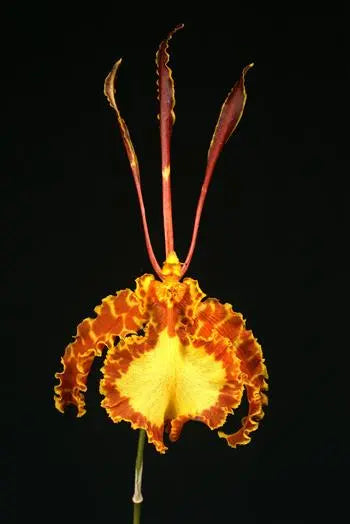Psychopsis sanderae seedling