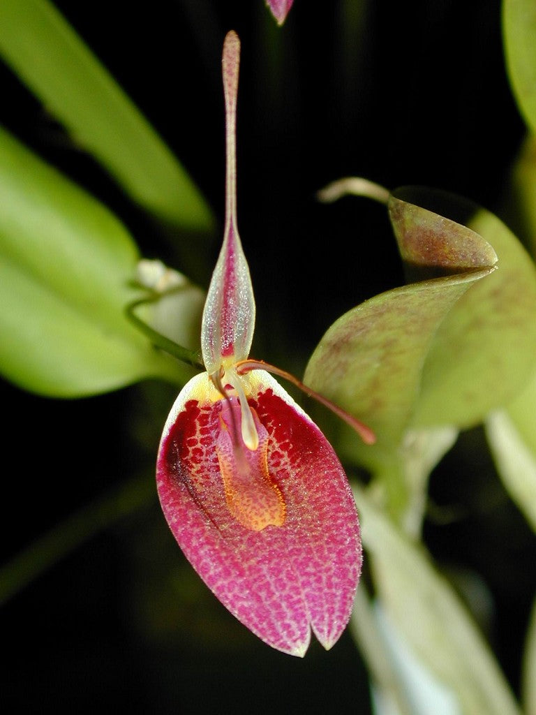 Restrepia sanguinea
