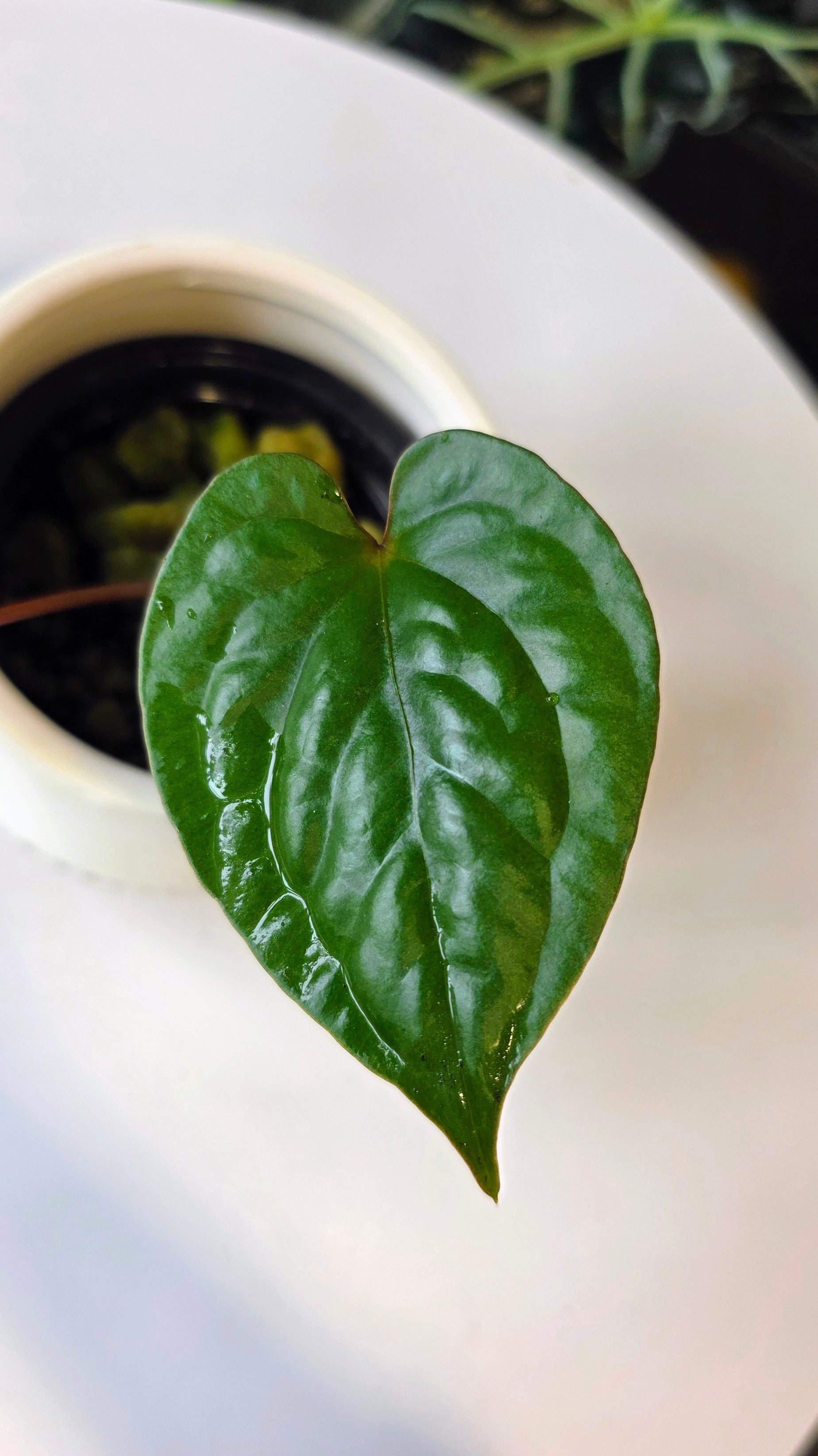 Anthurium Luxurians x Nigrolaminum (C)