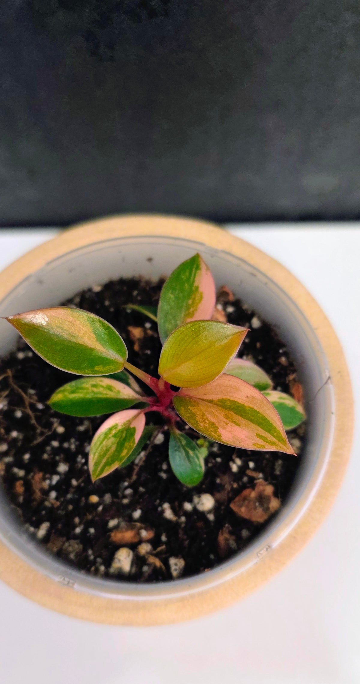 Philodendron Red Congo Variegated B
