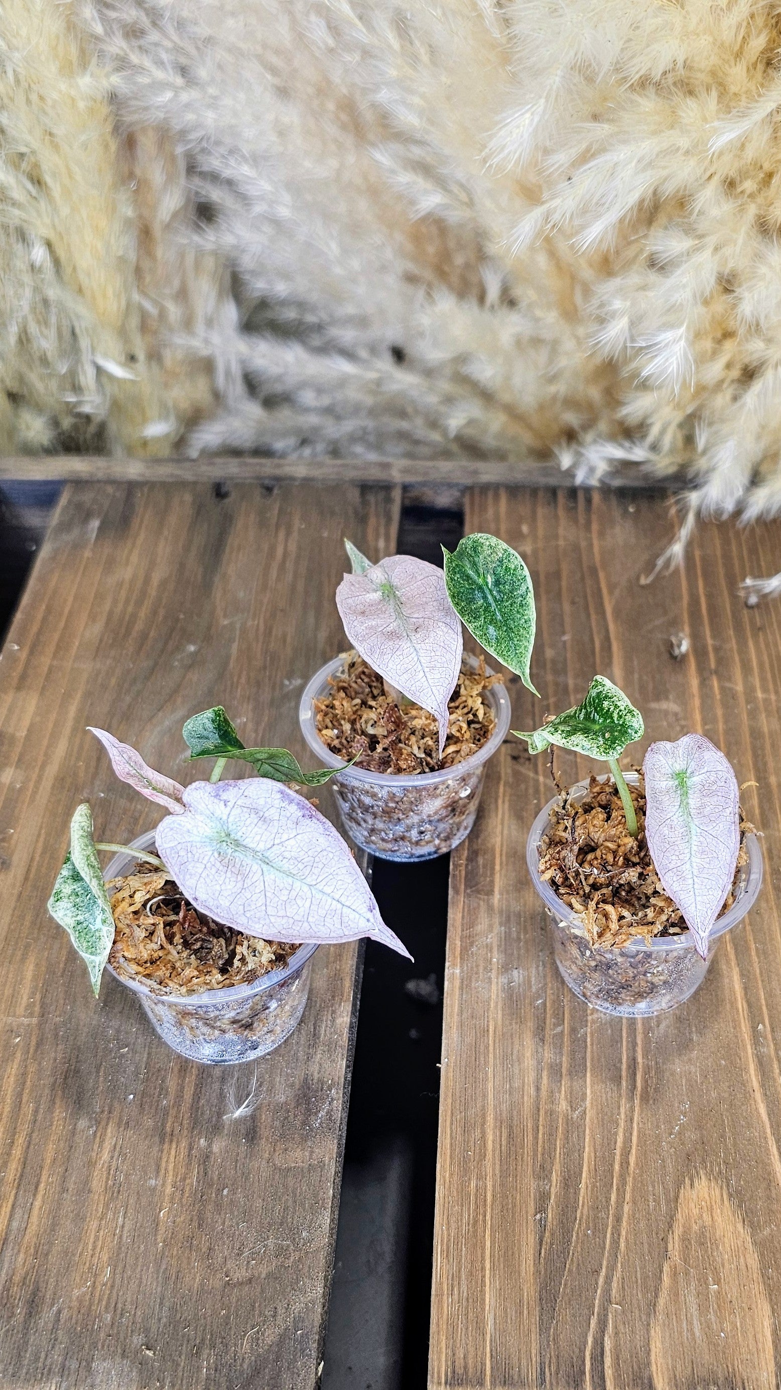 Alocasia Polly Seedlings