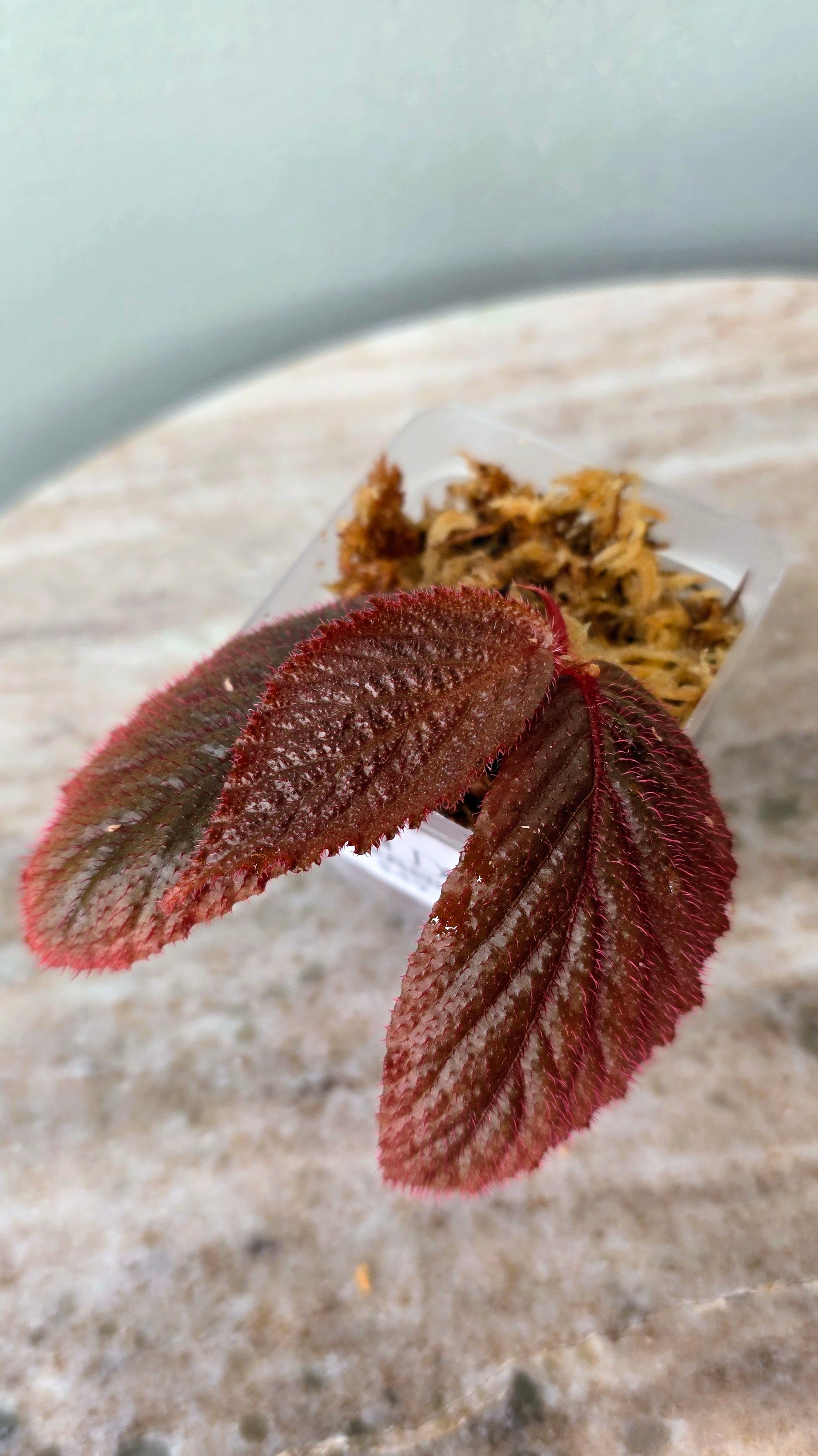Begonia sp. fuzzy red black
