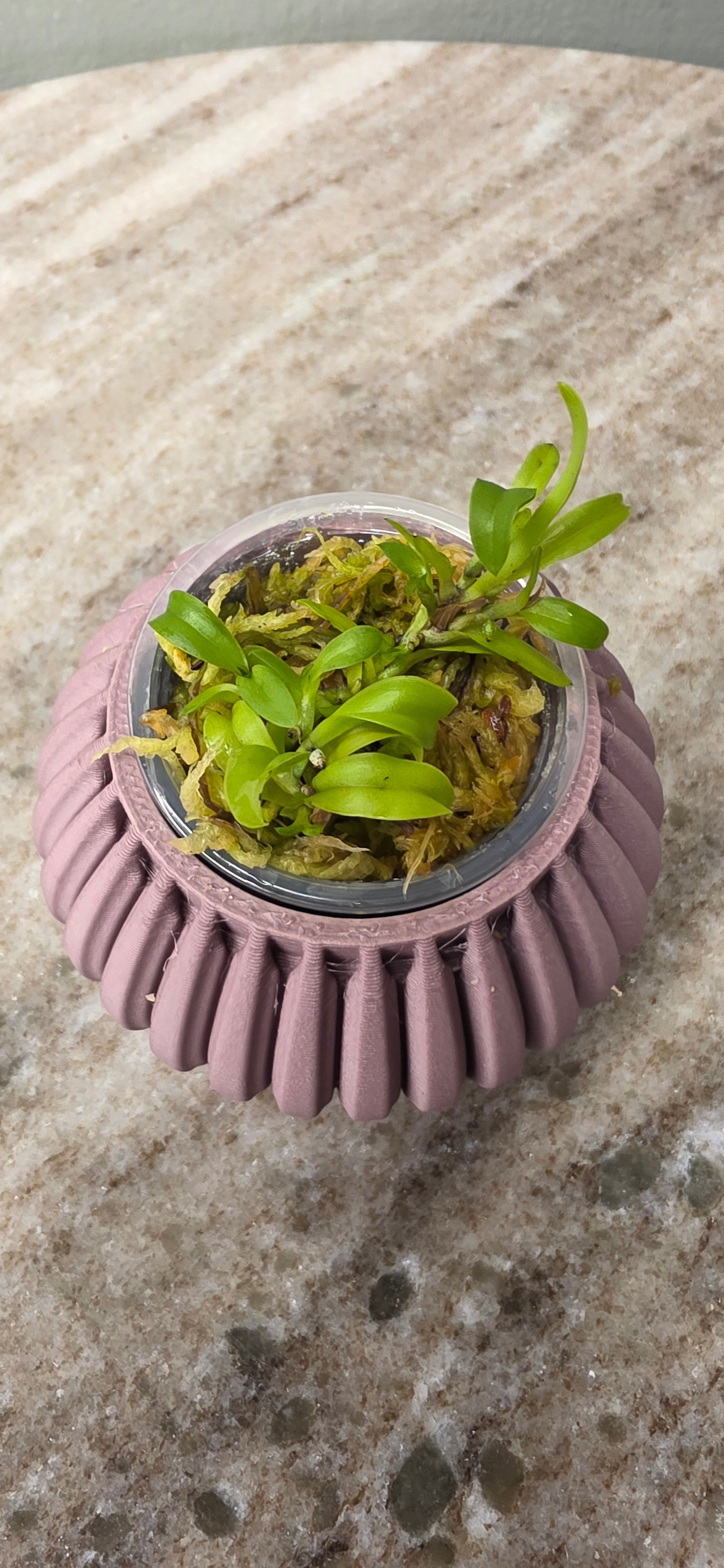 Cattleya Fulvescens Seedling