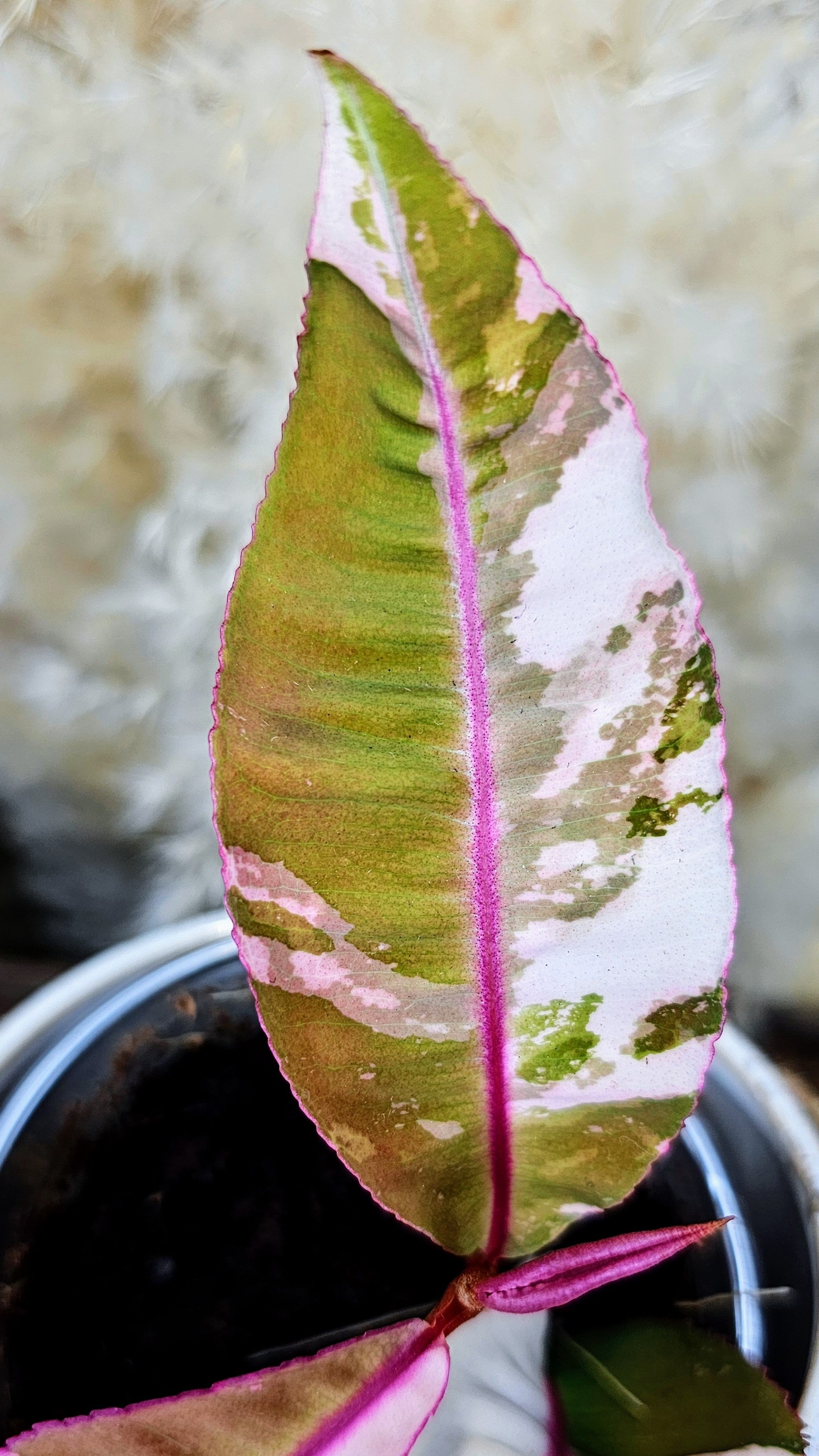 Labisia sp. Pink Variegated