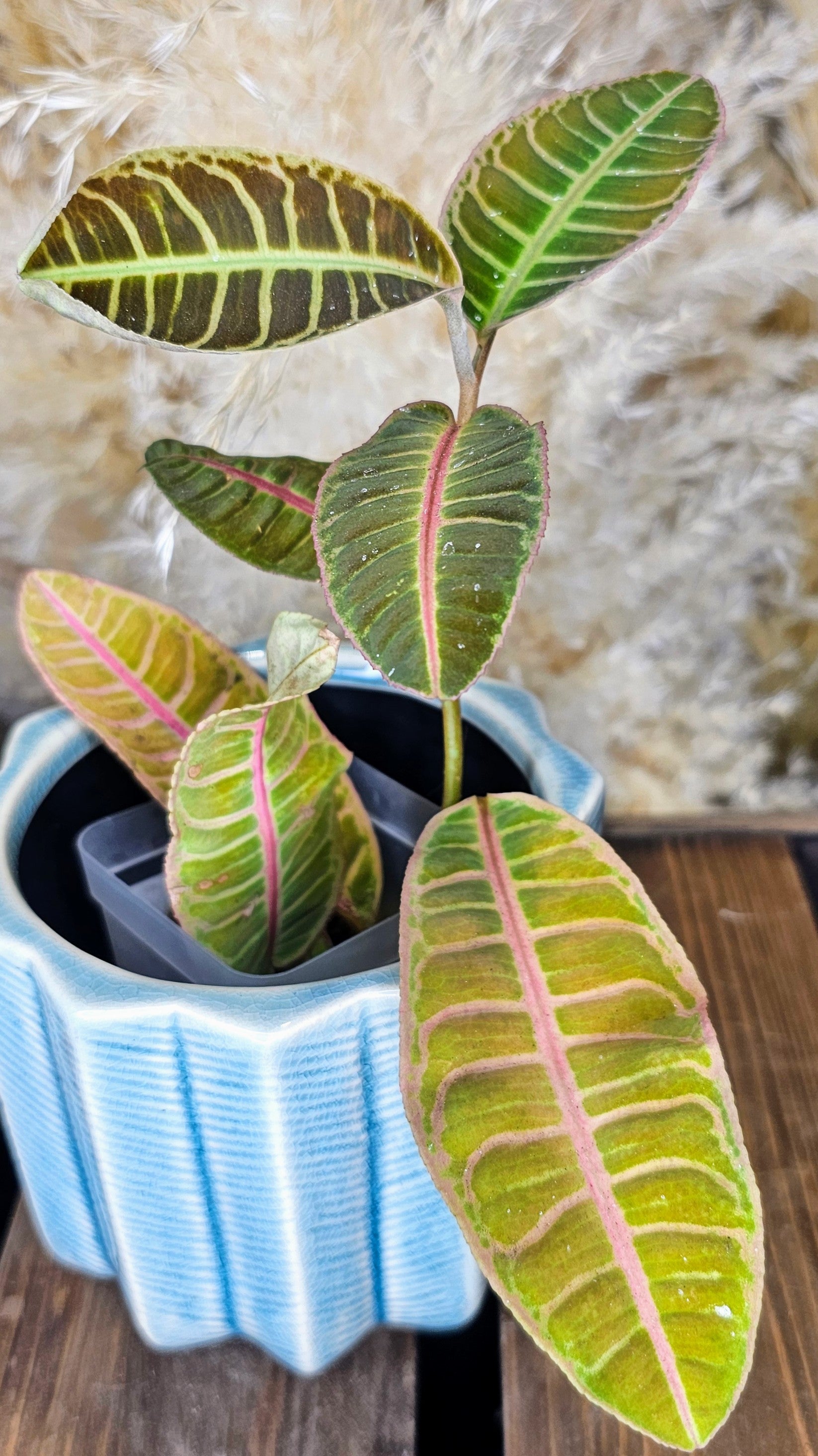 Labisia sp. Riau WL1