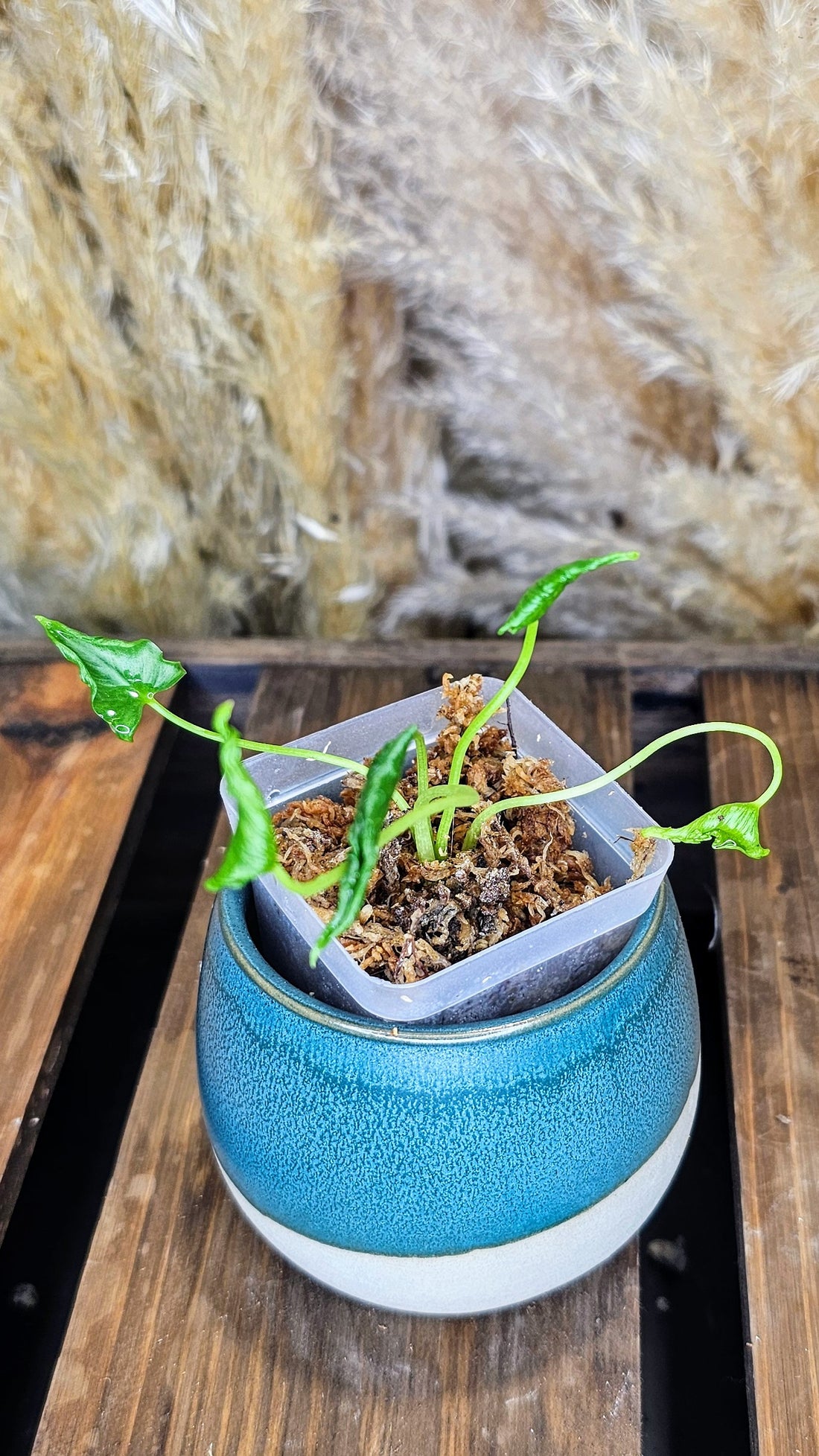 Alocasia triangularis