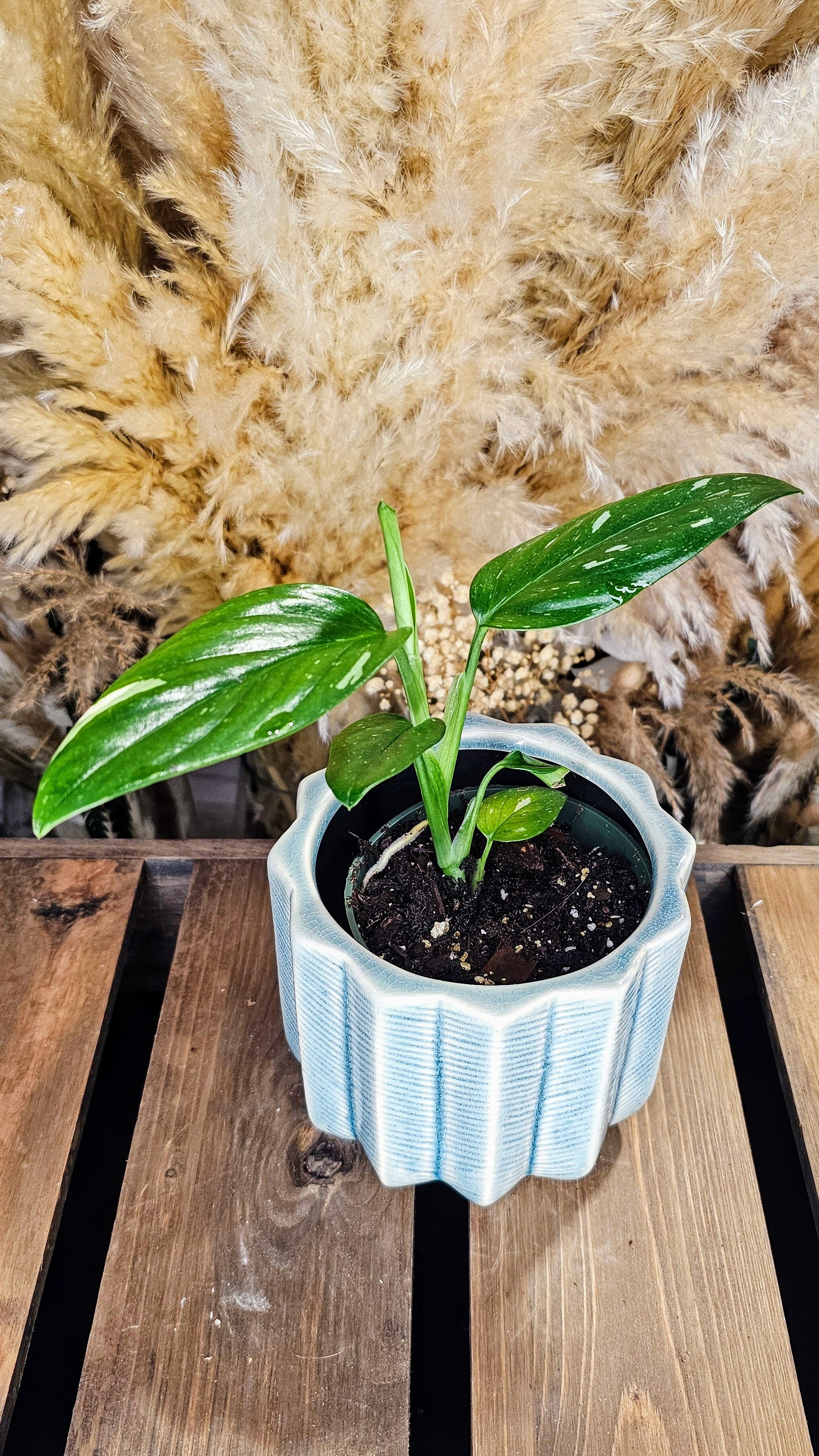 Monstera Standleyana Albo (WOM01)