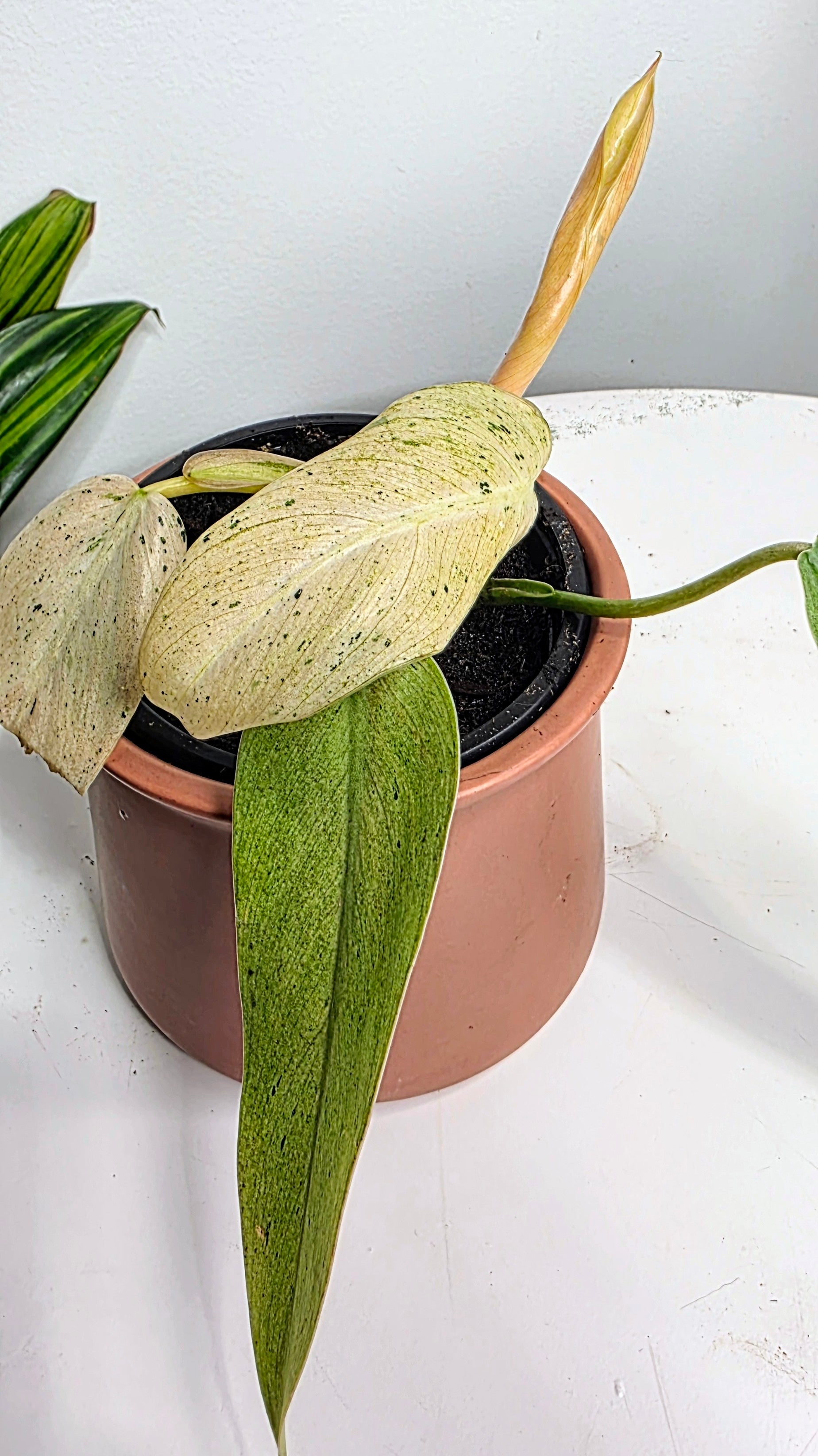 Philodendron Snowdrift Variegated A