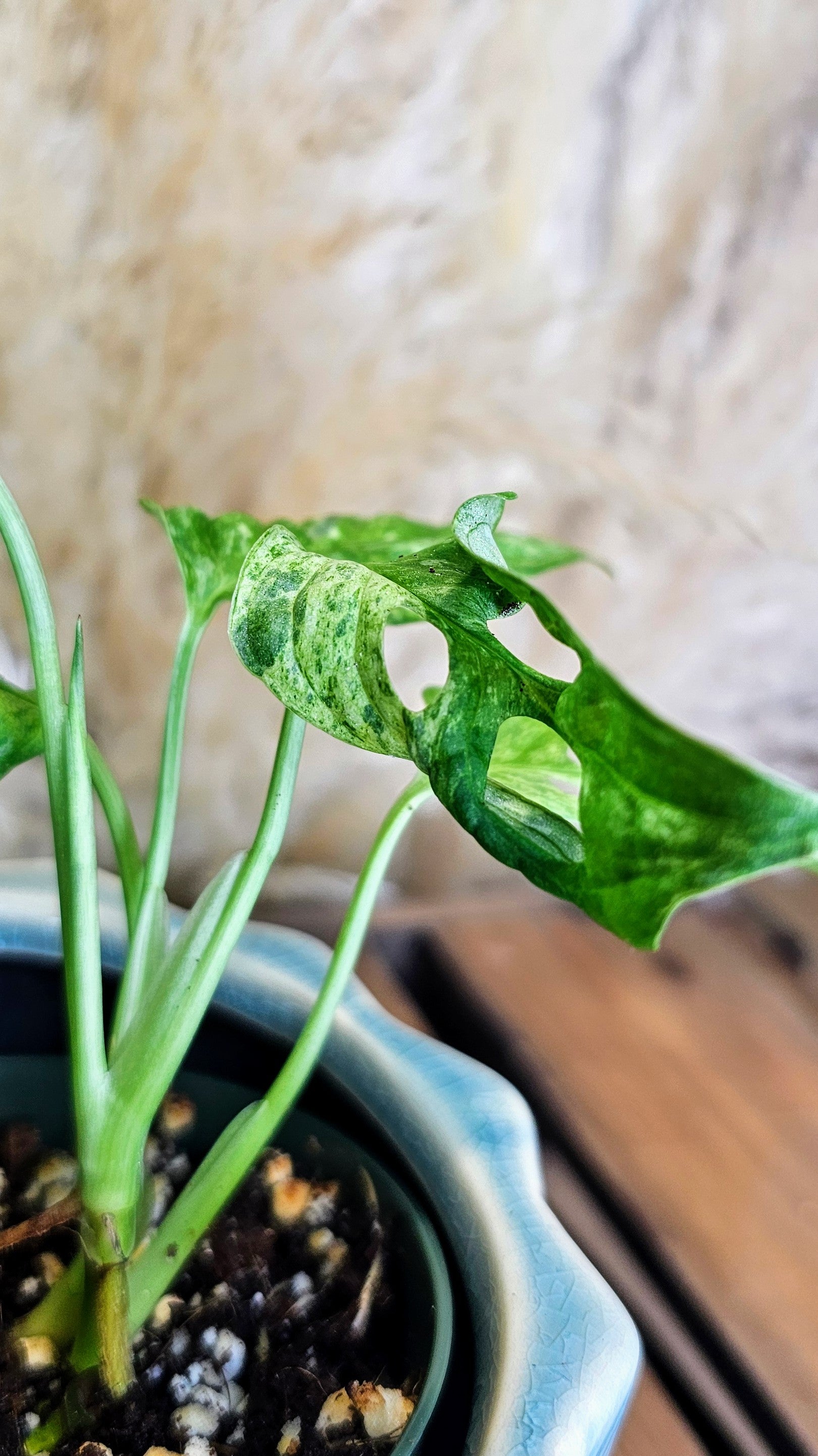 Monstera Adansonii Indo Marble Variegated (WM01)