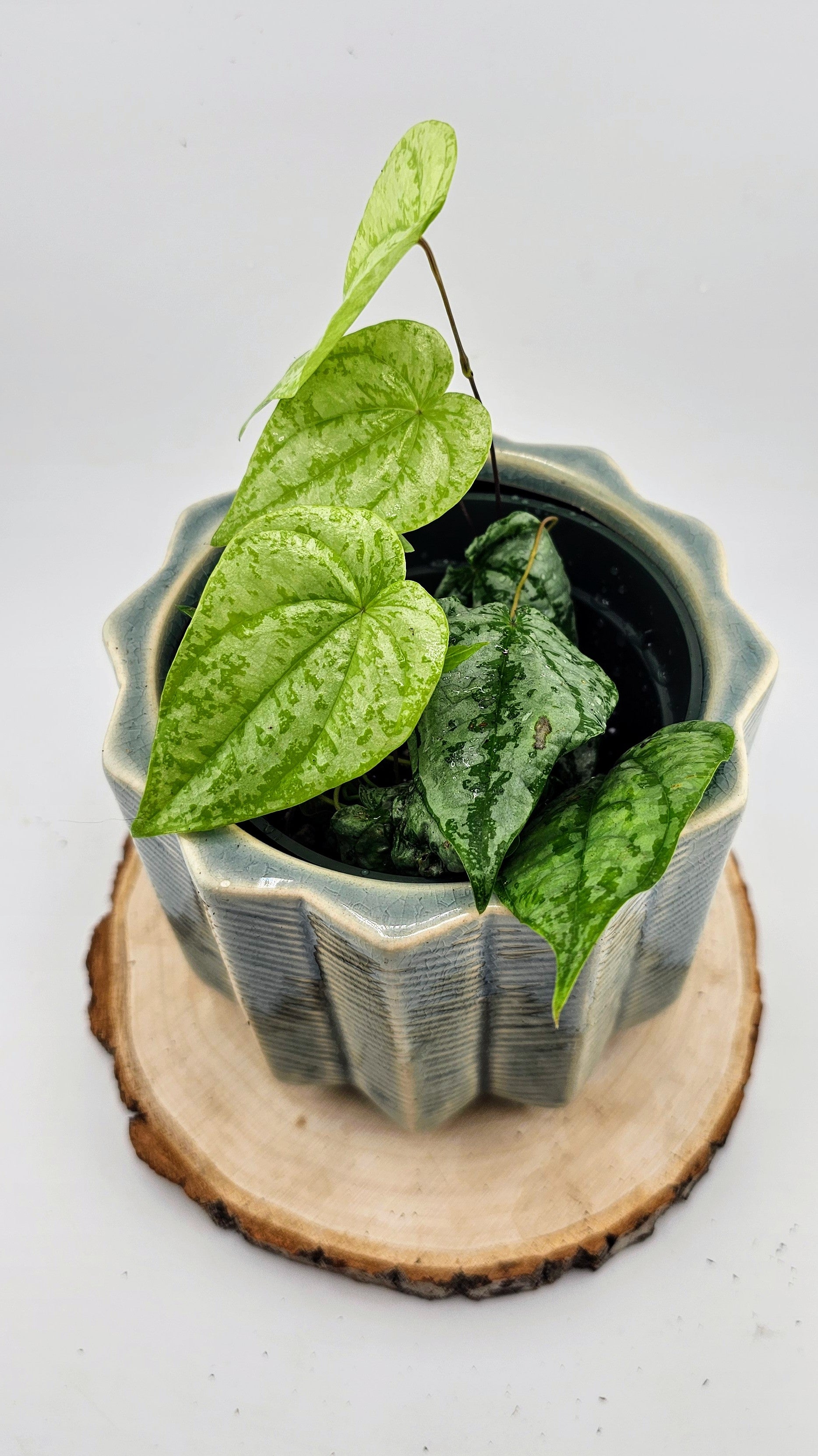 Dioscorea sp. Colombia Silver (A)