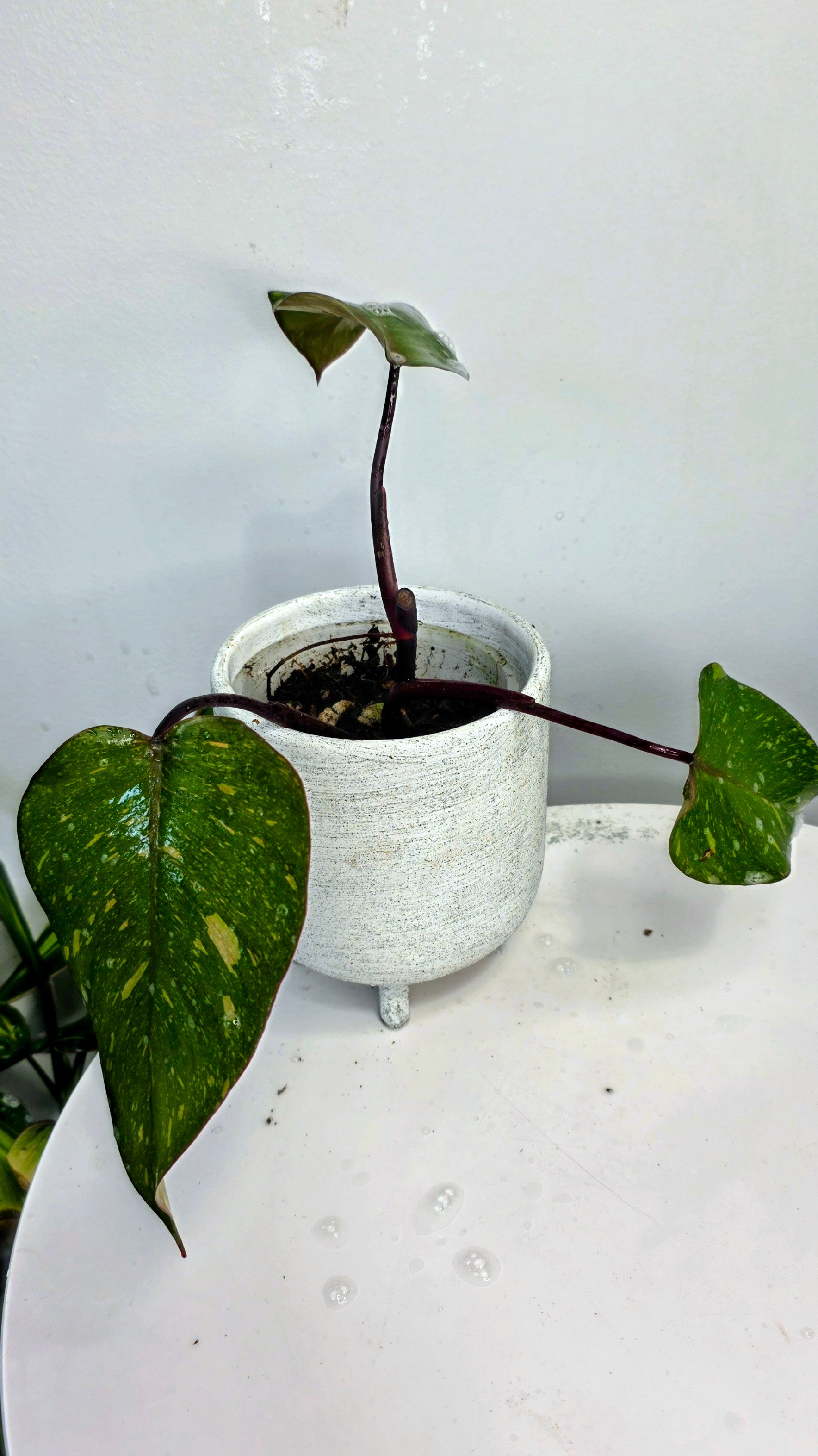 Philodendron Orange Princess B