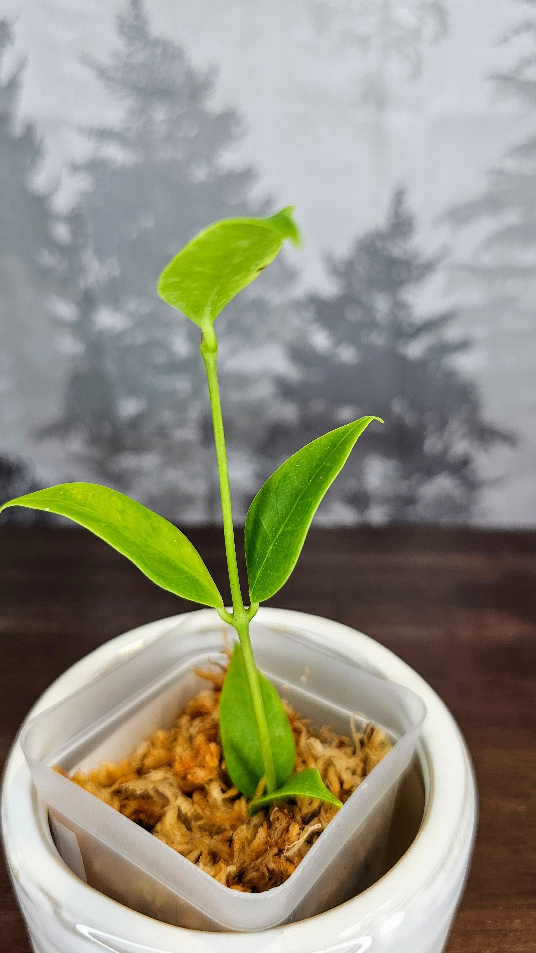 Hoya Paradisea (WA22)