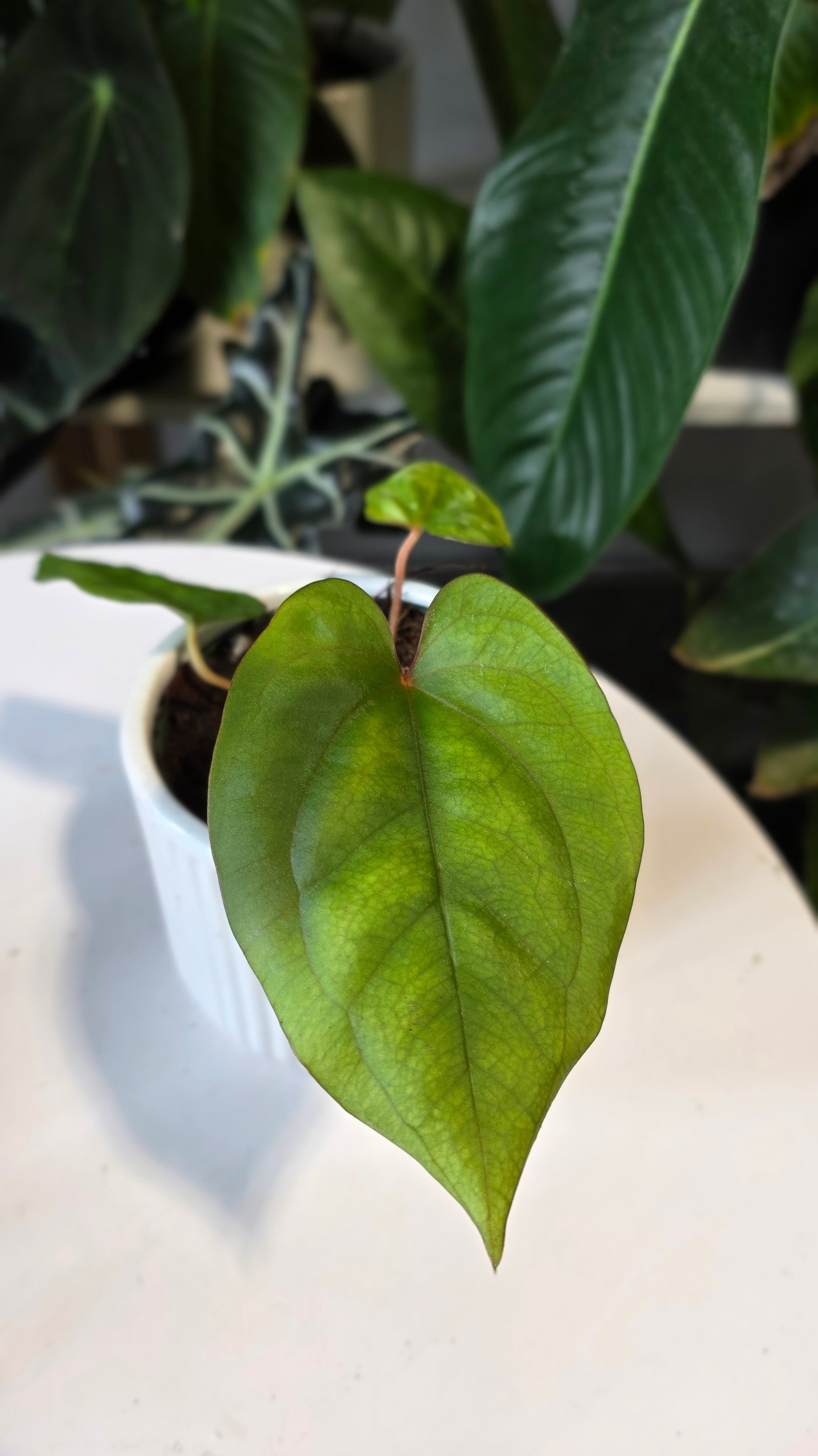 Anthurium Papillilaminum x Eastern Dressleri (A)
