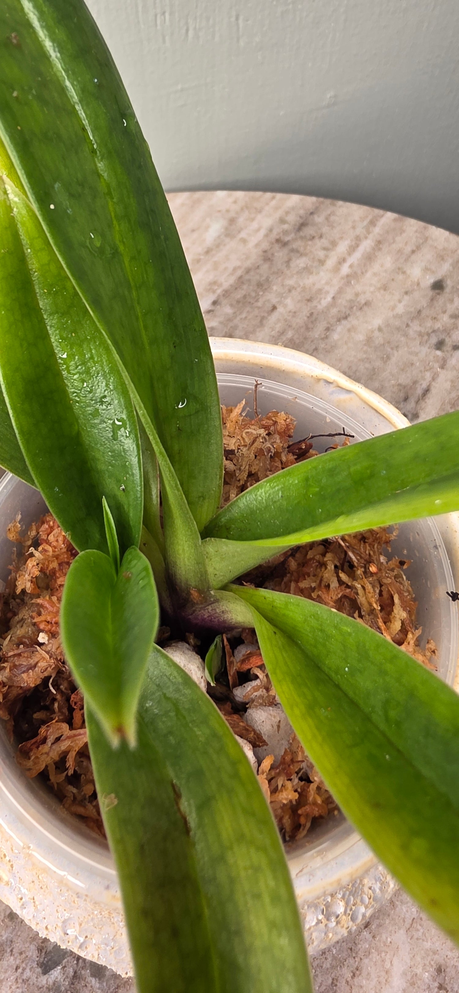 Paphiopedilum yi-ying bouncing flames