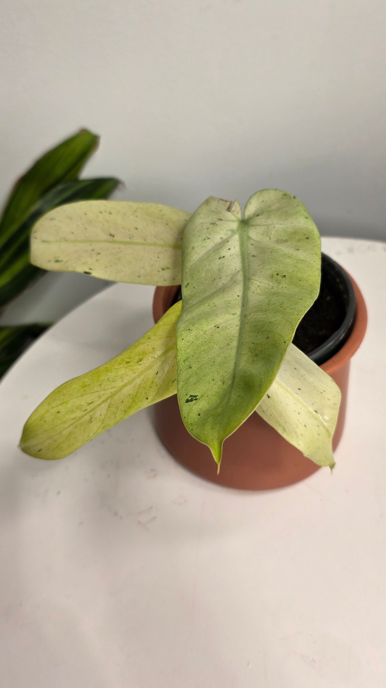 Philodendron Snowdrift Variegated B