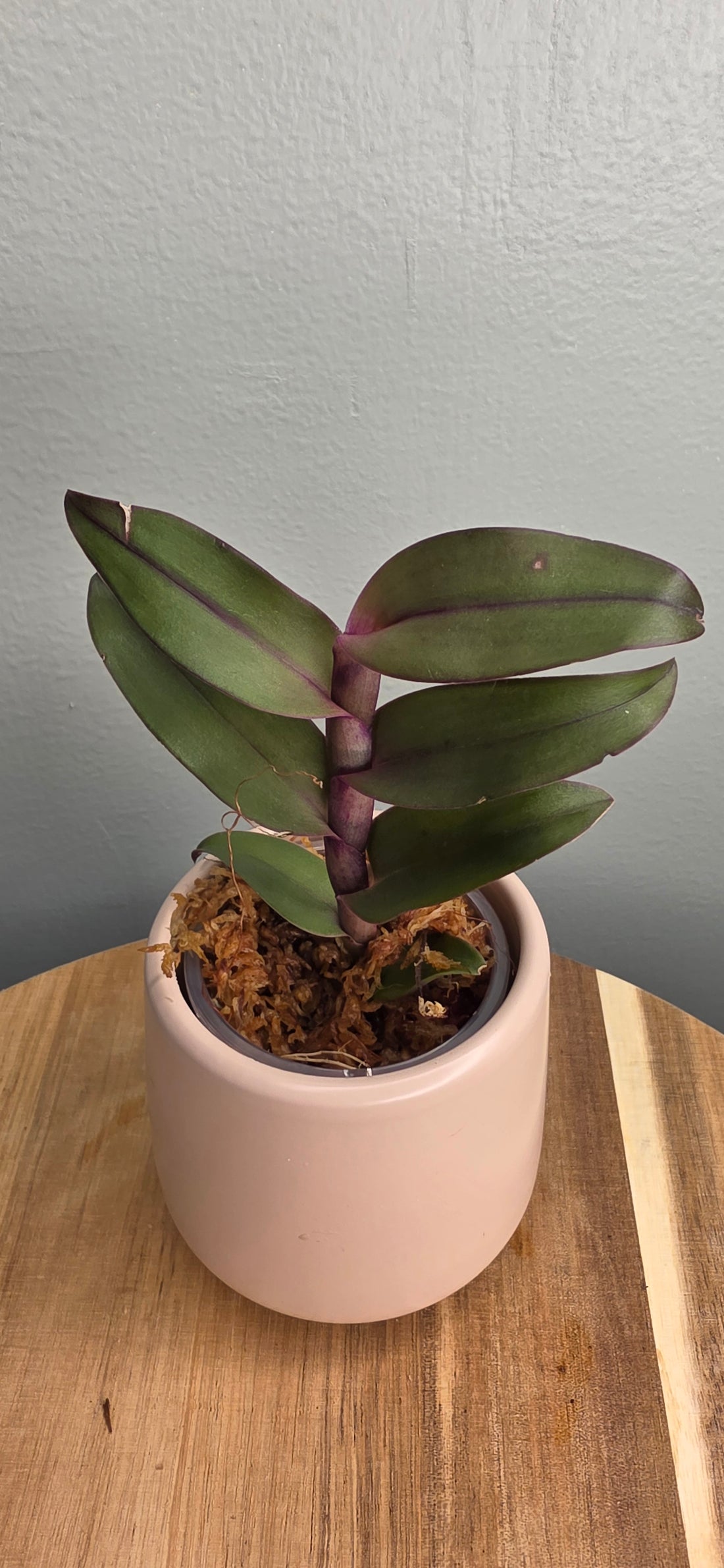 Epidendrum cotacachi