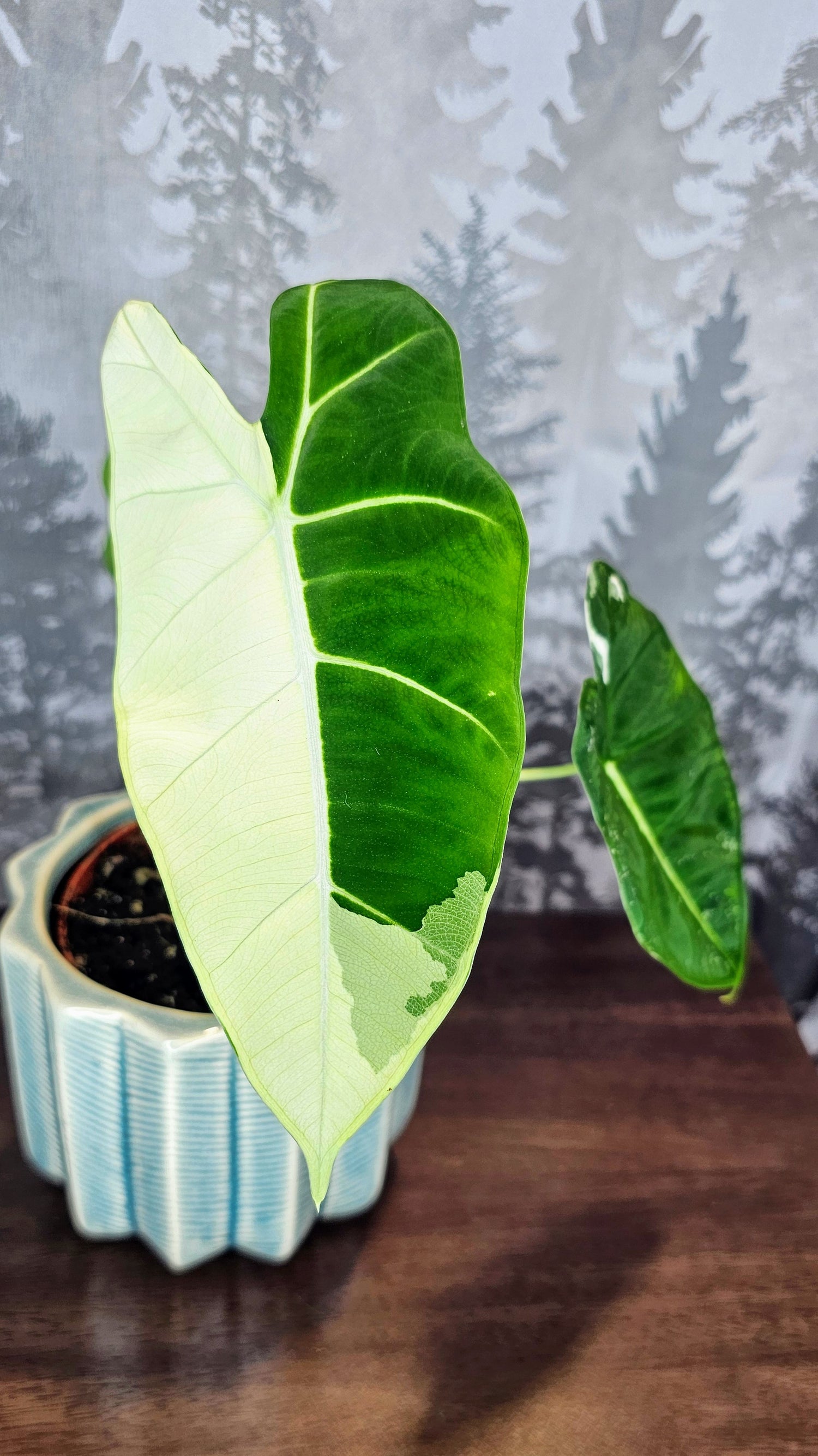 Alocasia Frydek Variegated (Weekly Special)