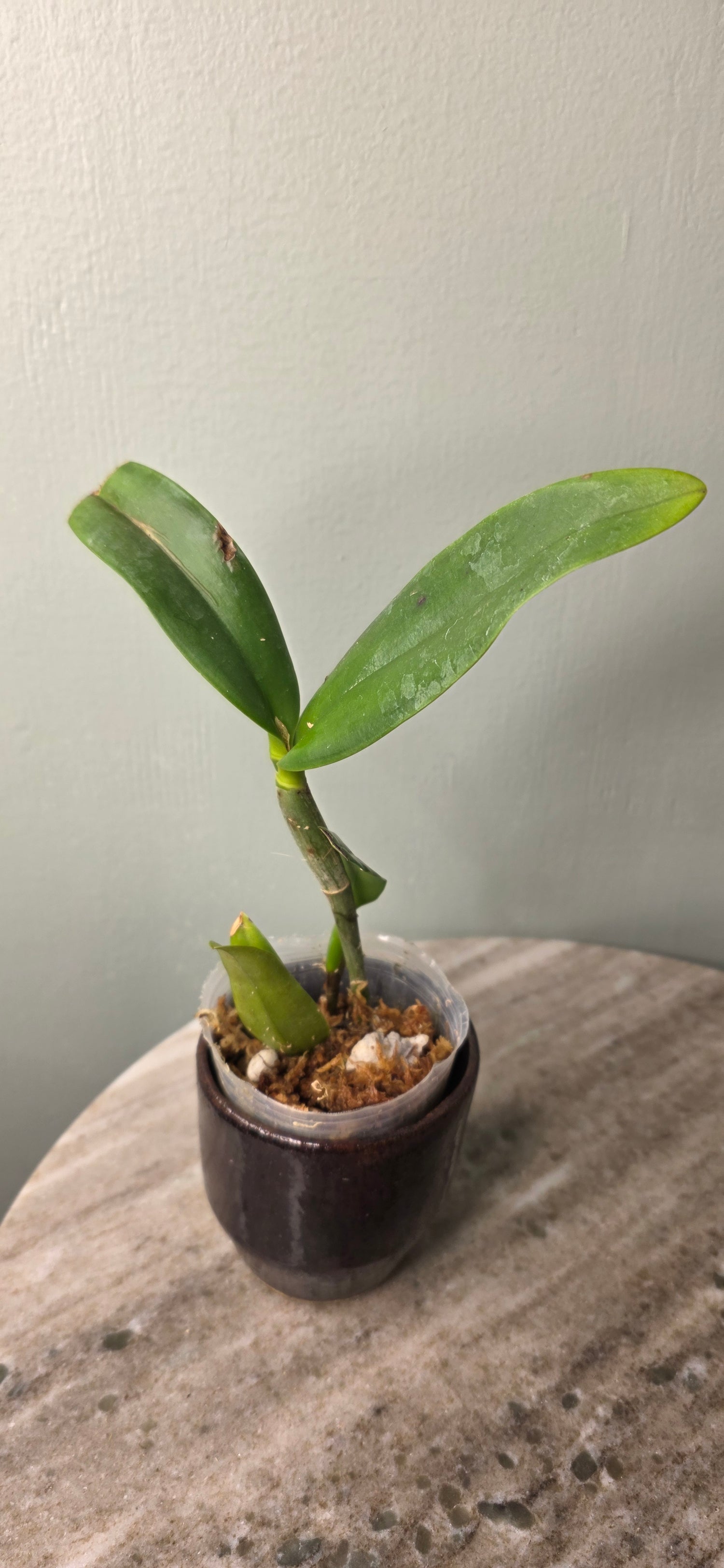 Cattleya aurantiaca (&