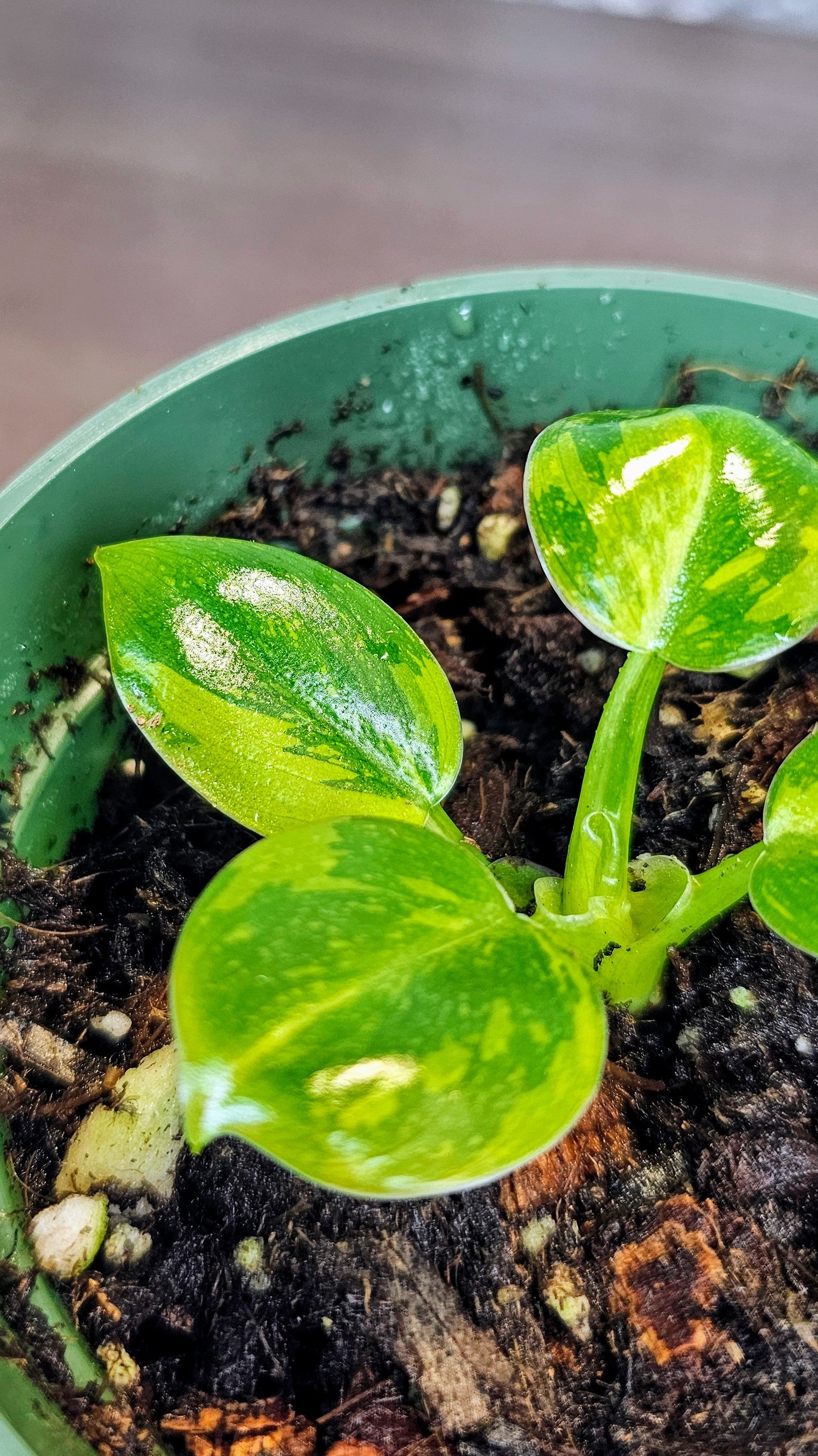 Philodendron Green Congo Nuclear (PH01)