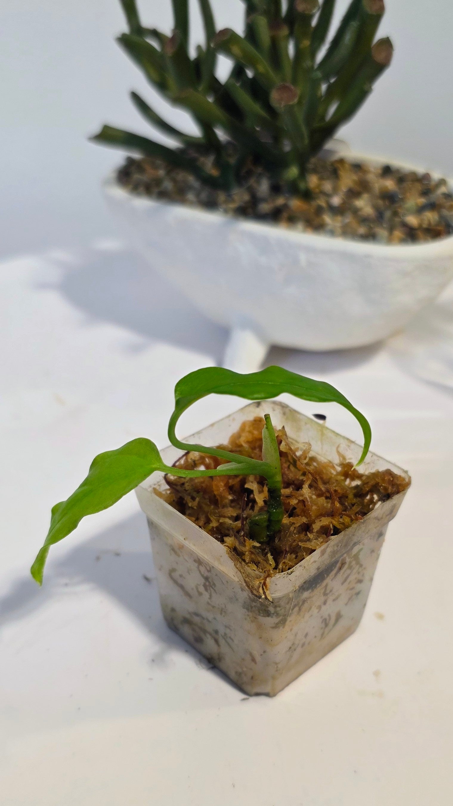 Monstera Obliqua Amazonas "B"