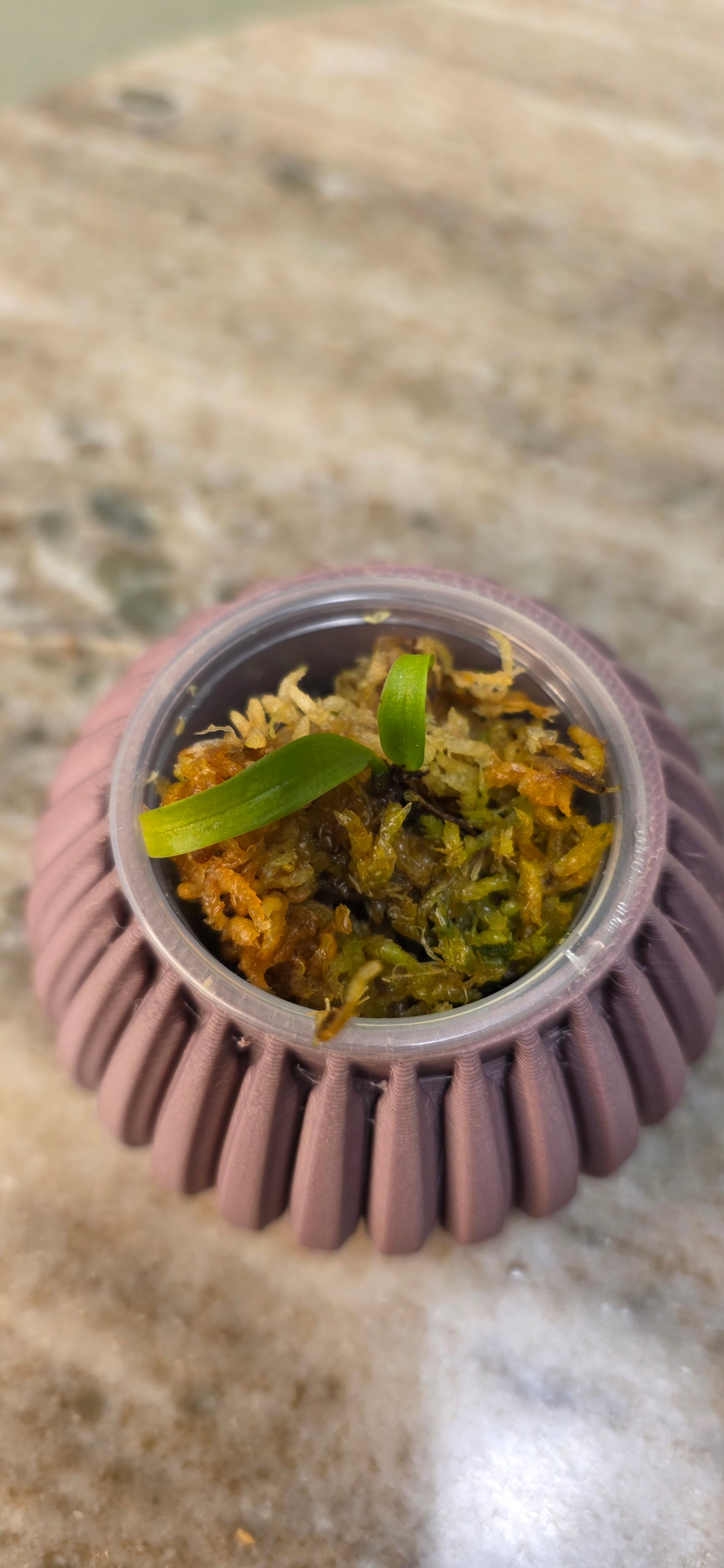 Bulbophyllum longiflorum Pink
Spot Seeding