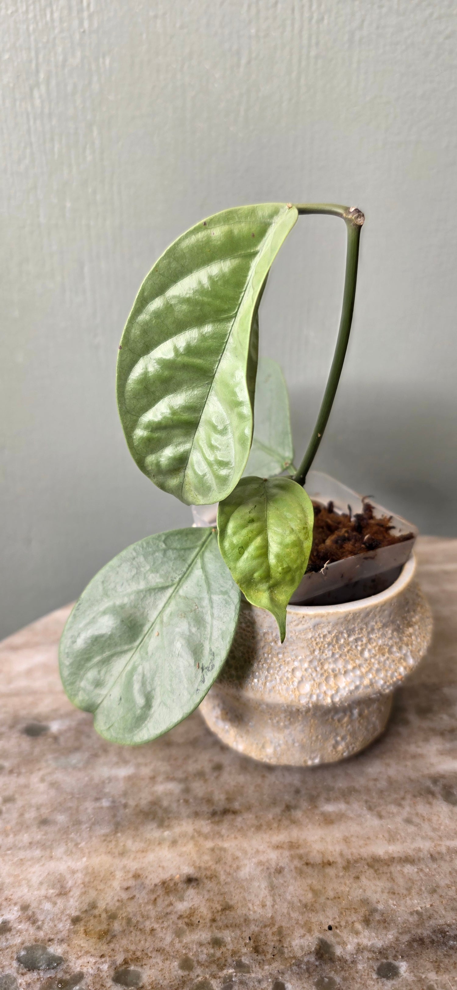 Hoya coriacea silver A