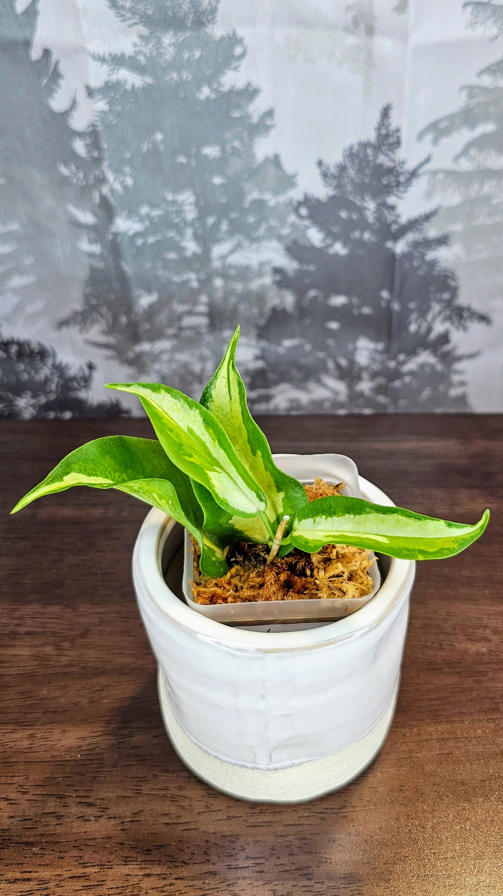 Hoya kenejiana inner variegated (WH 28)