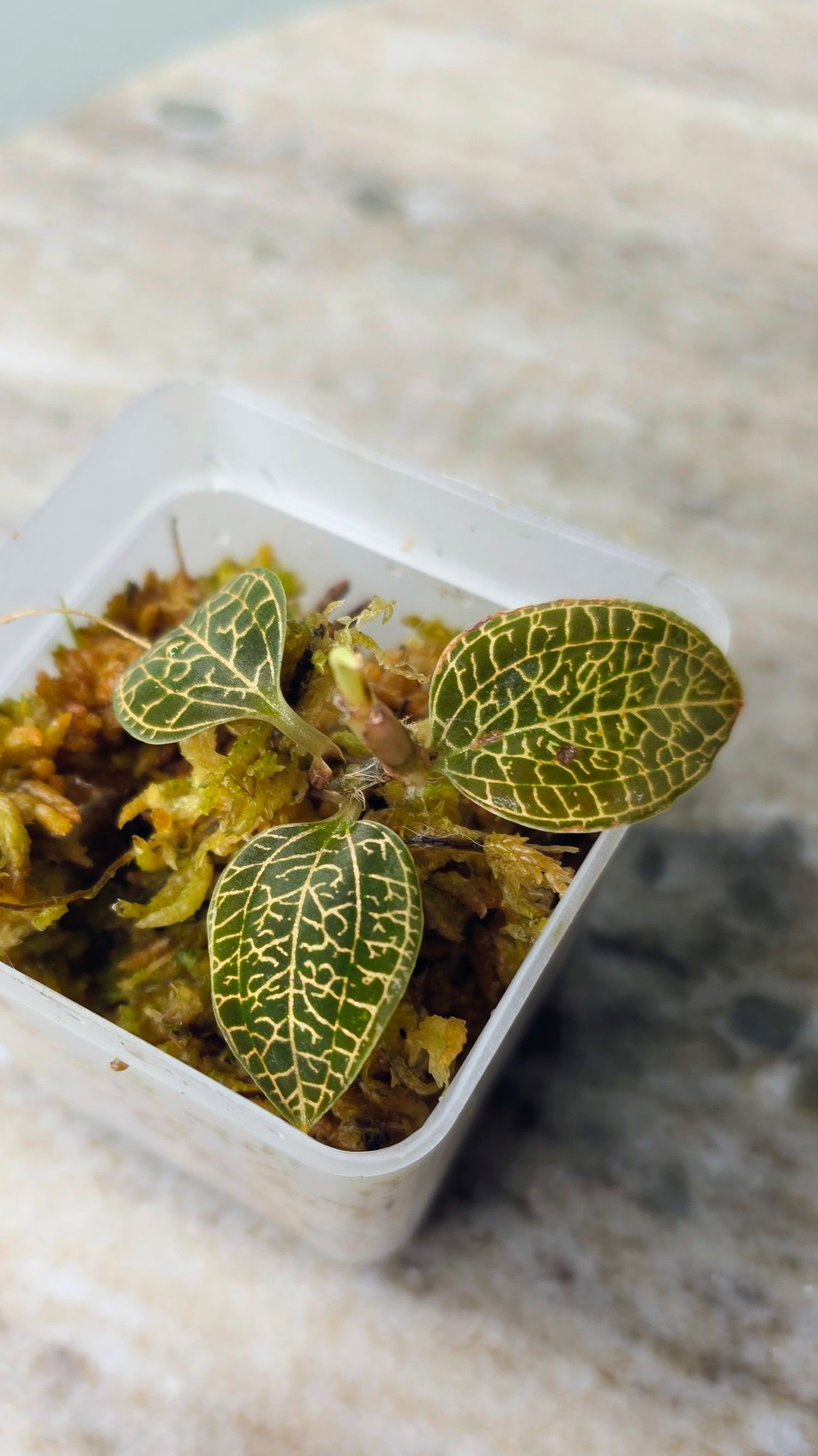 Anoectochilus Emerald Gold Hybrid